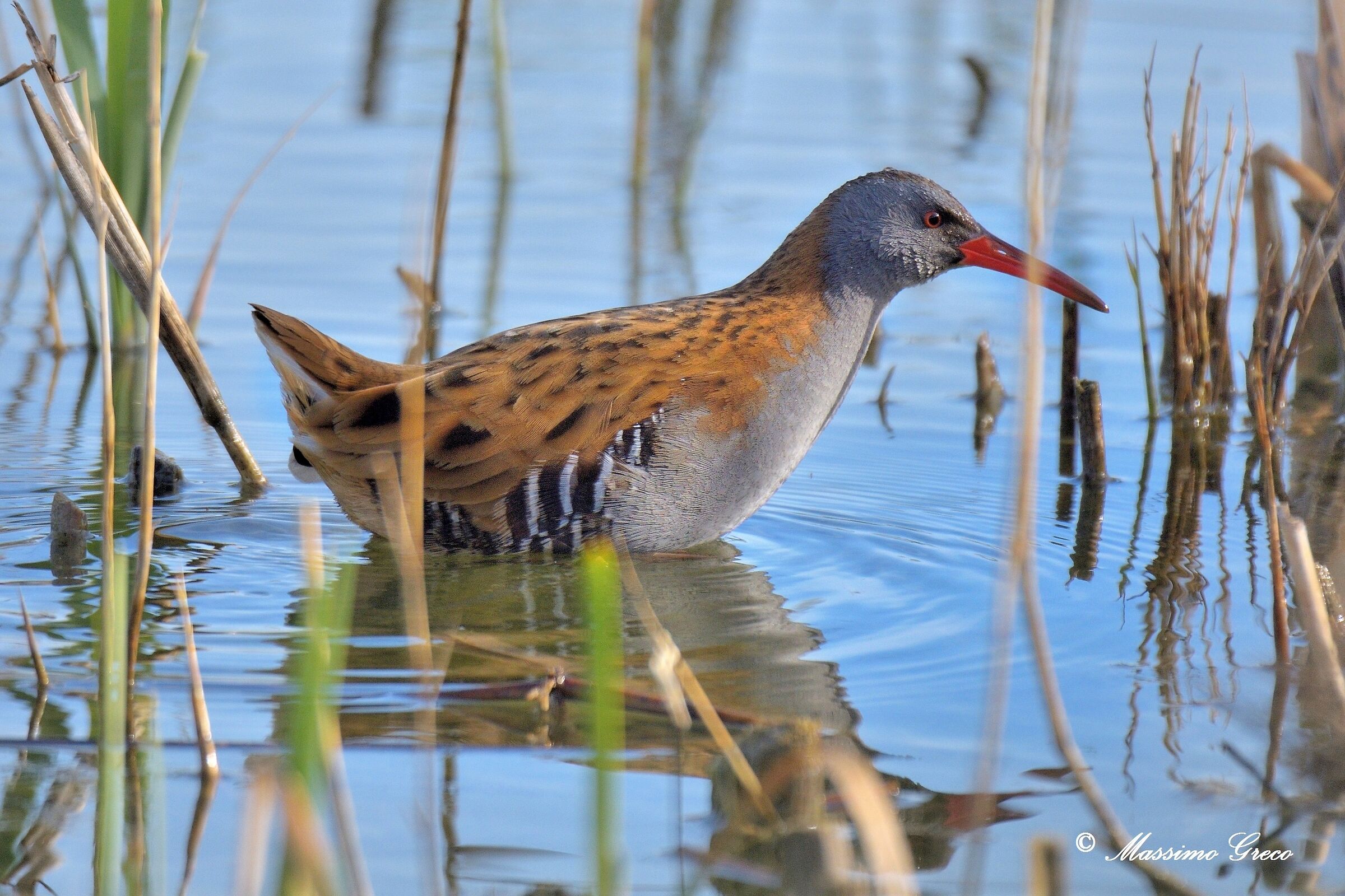 Water Rail