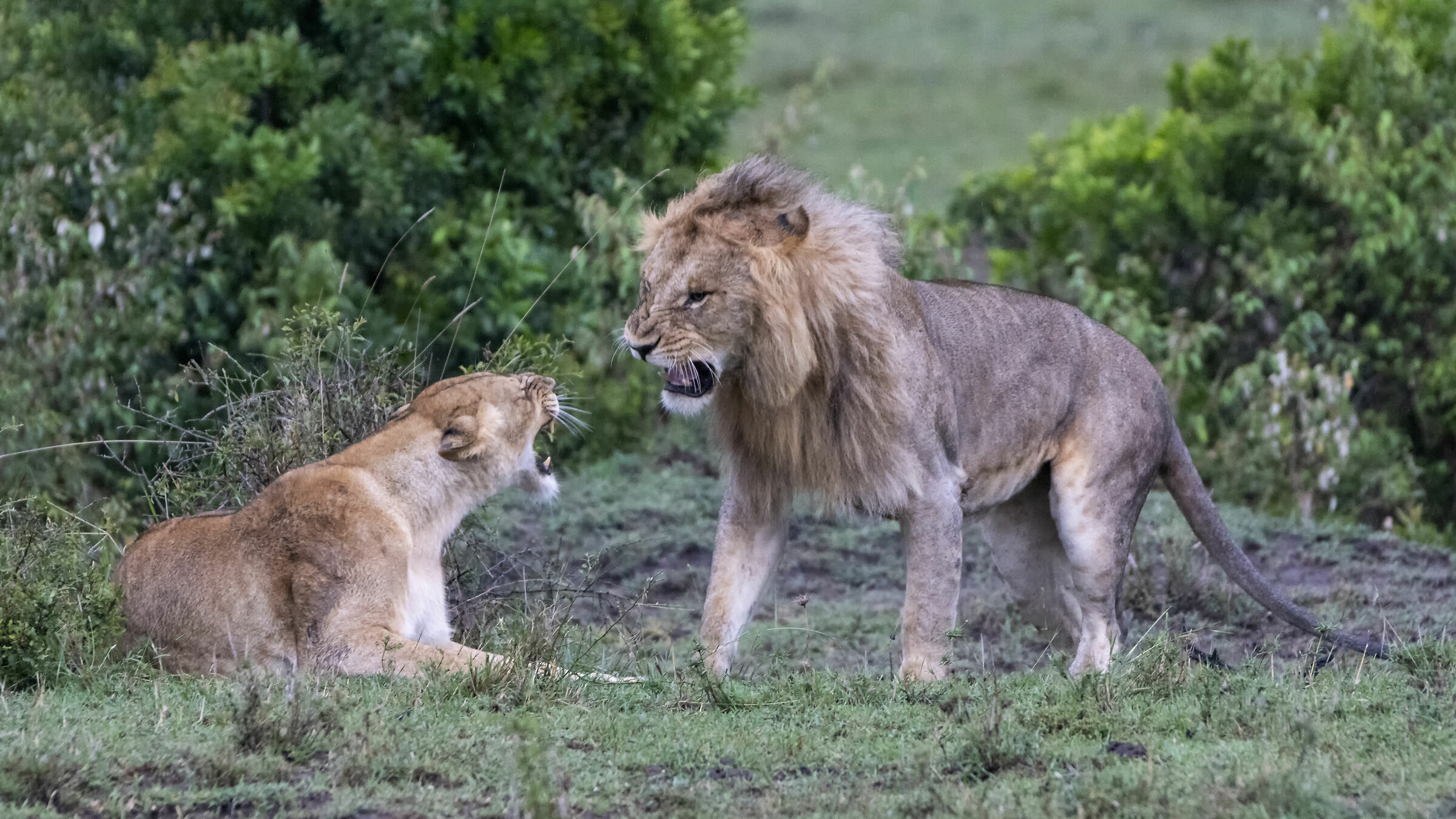 Prima dell'accoppiamento