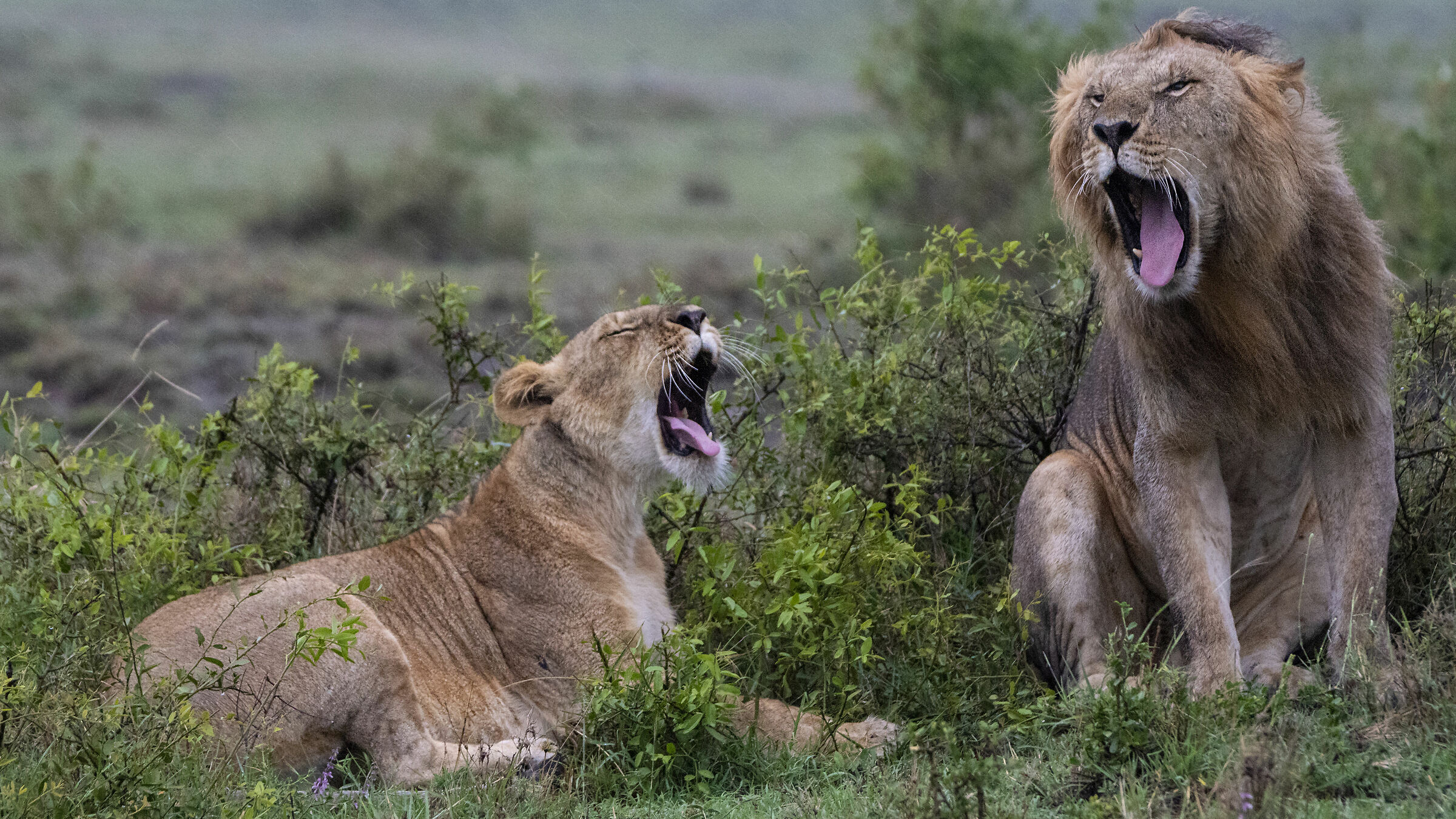 Prima dell'accoppiamento 02