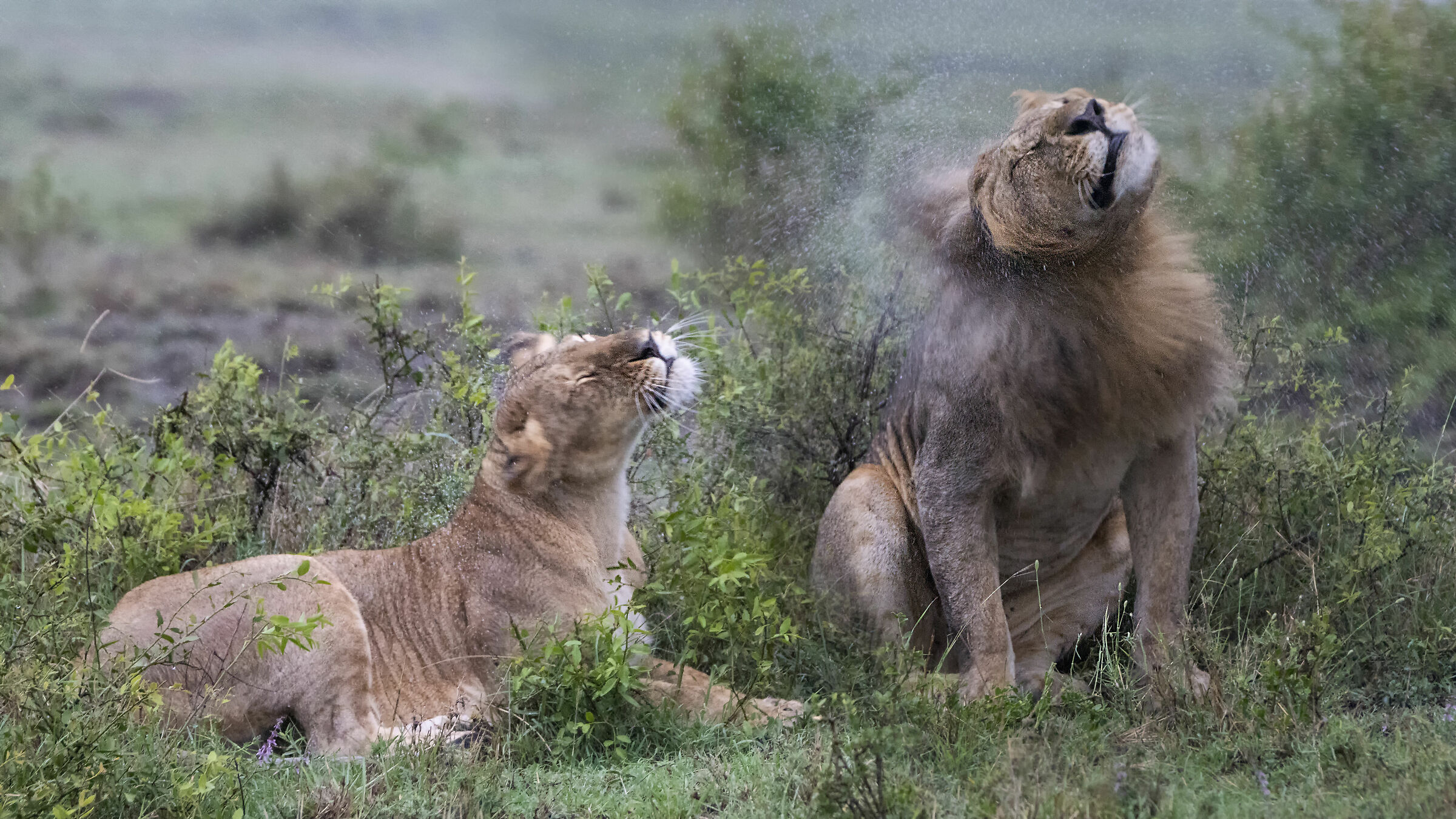 leoni sotto la pioggia
