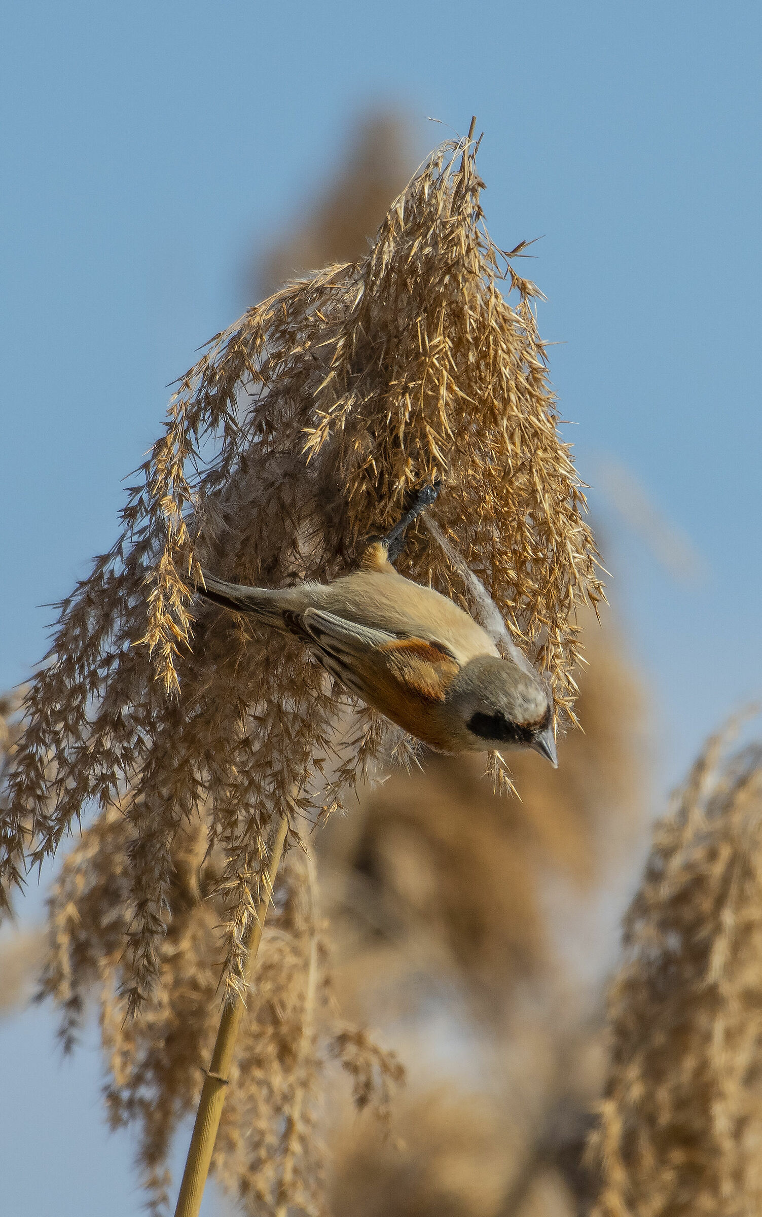 Pendolino del Garda_3