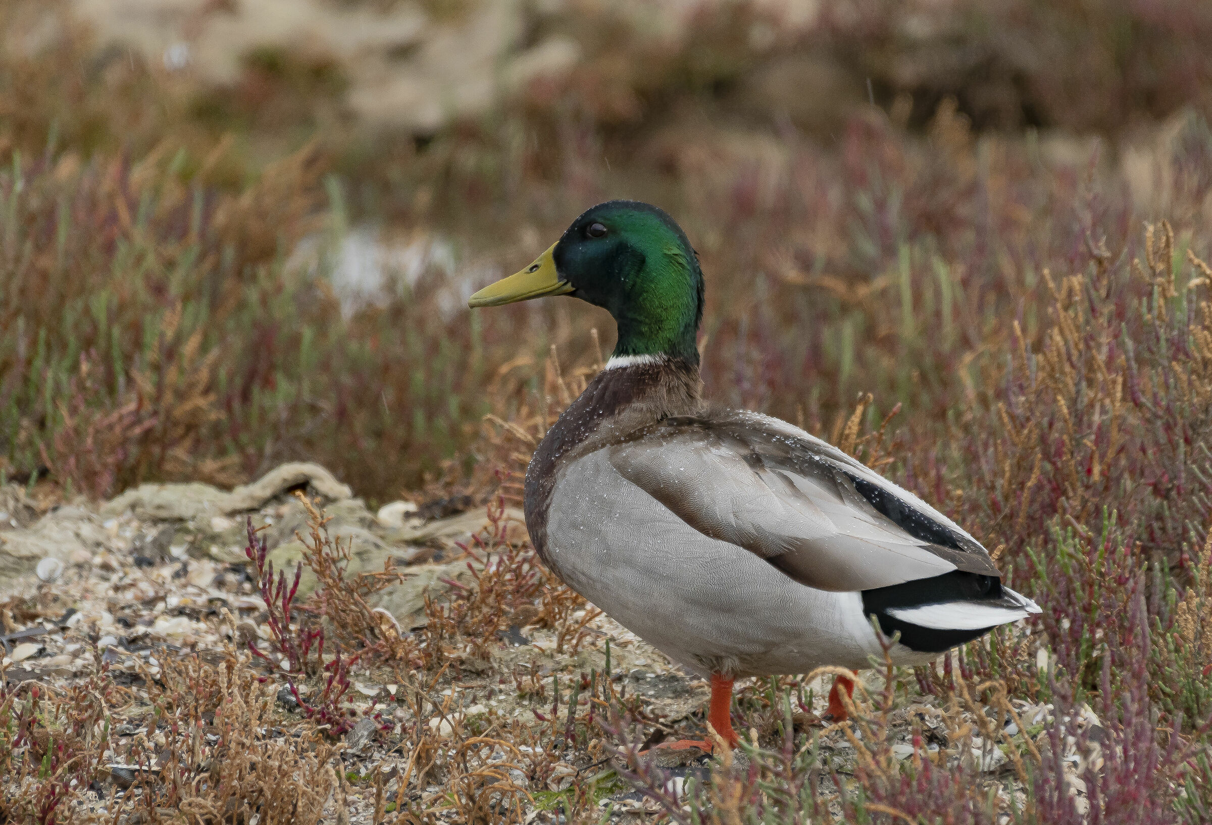 Germano reale maschio sotto la pioggia