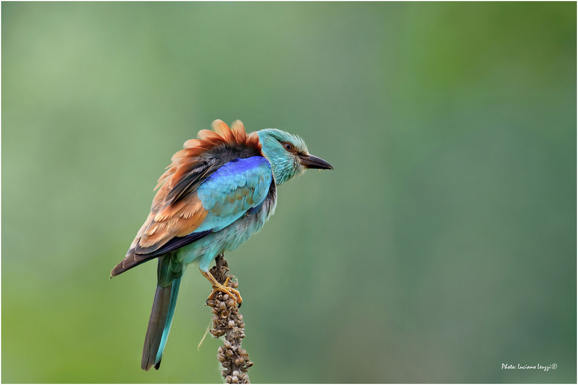 European roller - waiting-..