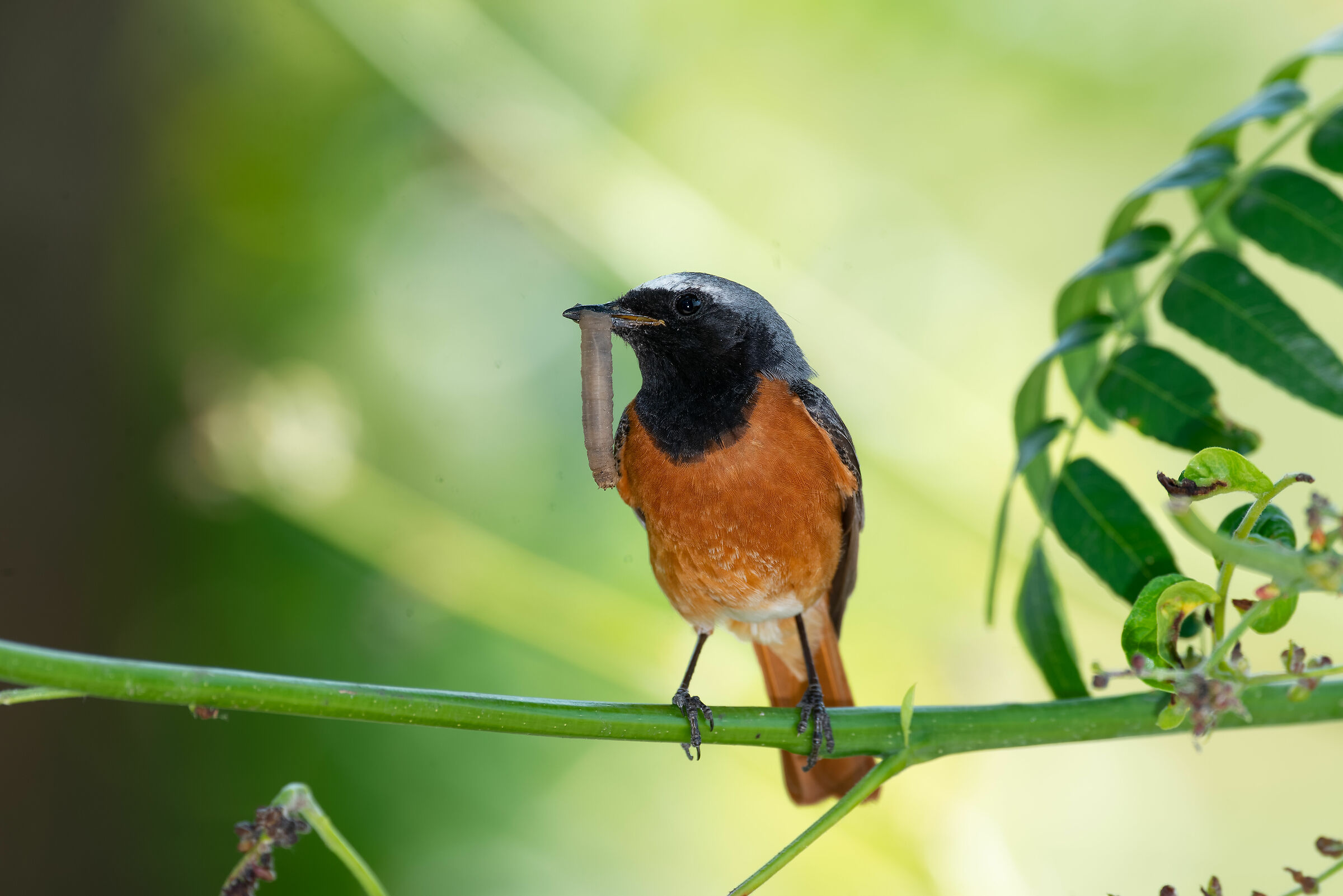 Codirosso con cibo per la famiglia
