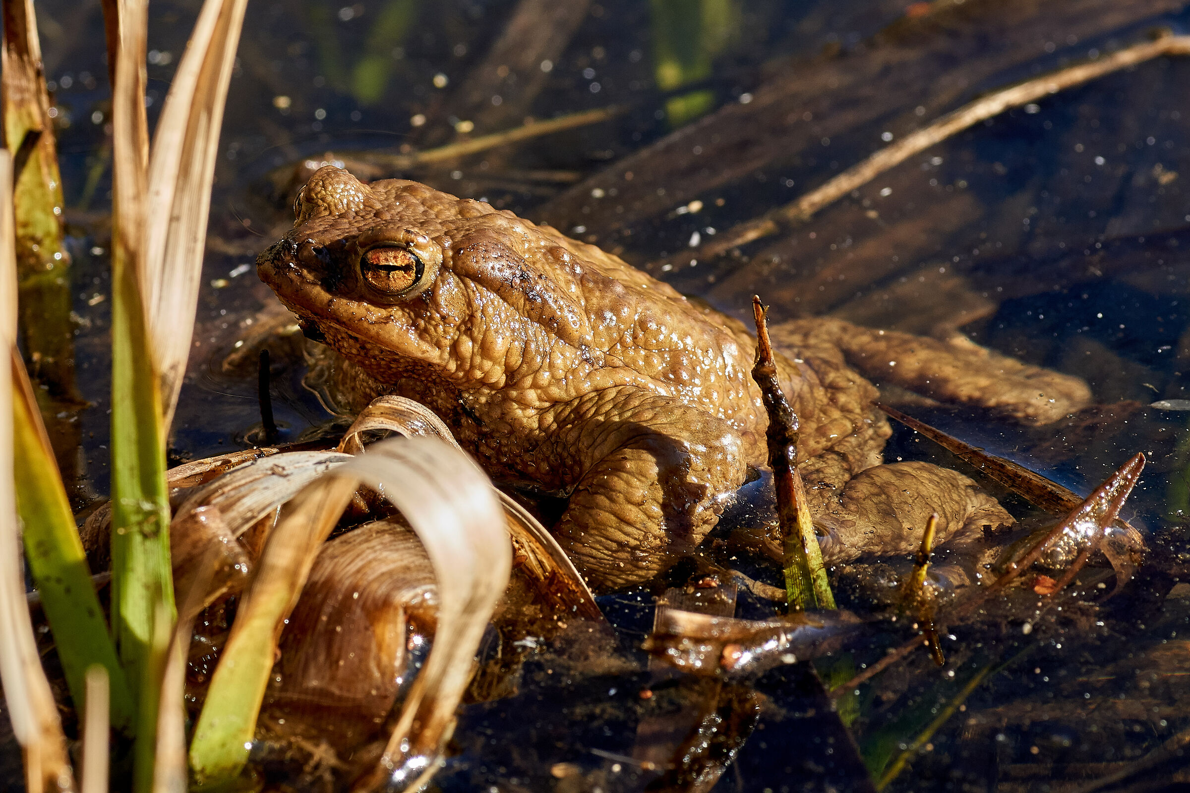 Waiting for the Princess