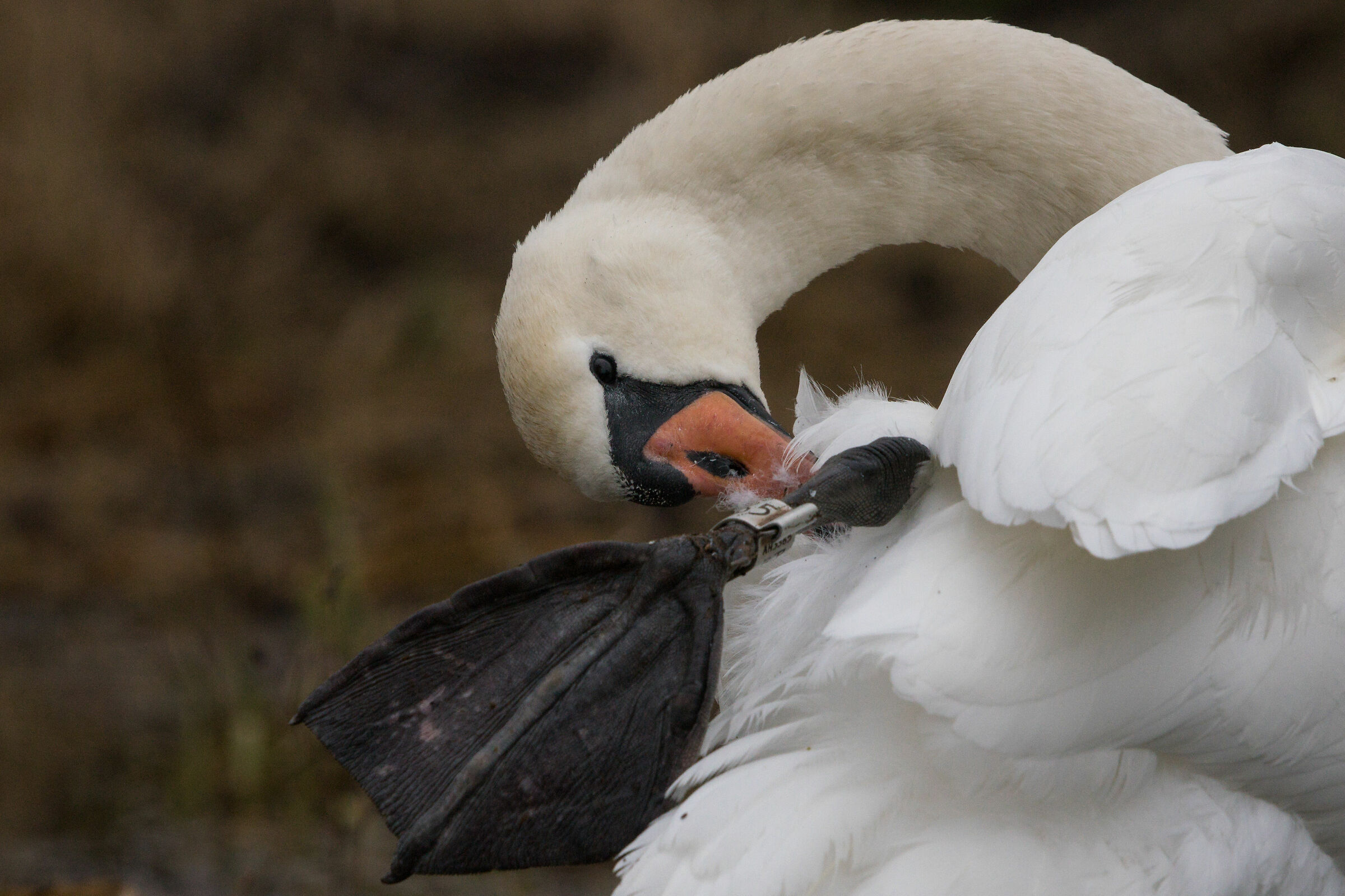 Muto cigno (Cygnus olor)