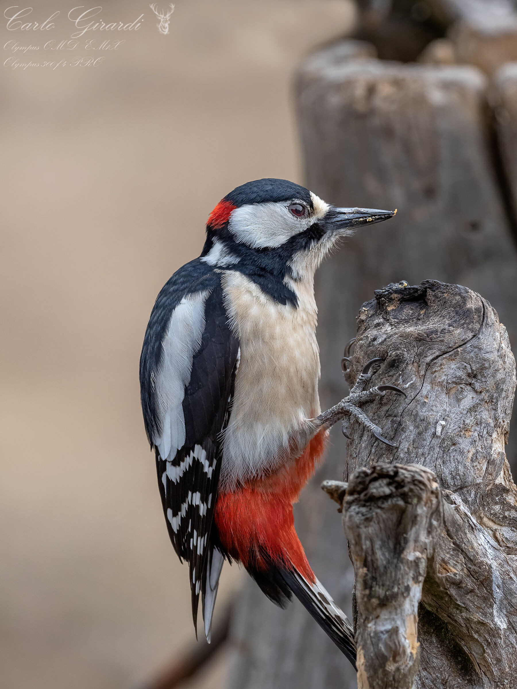 Senior Red Woodpeckers