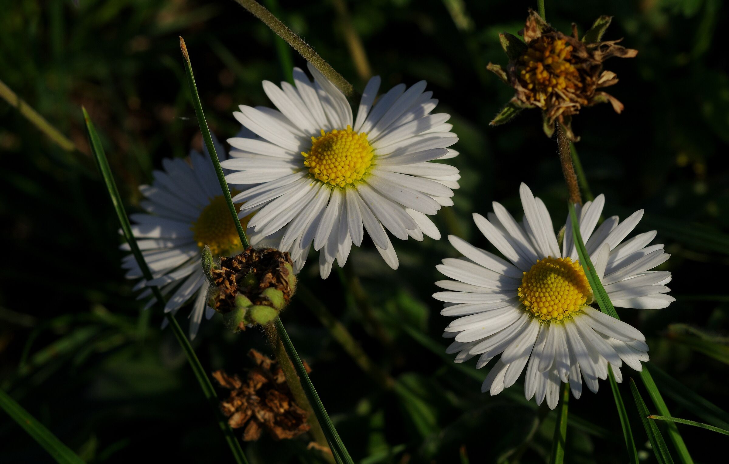 The Daisies