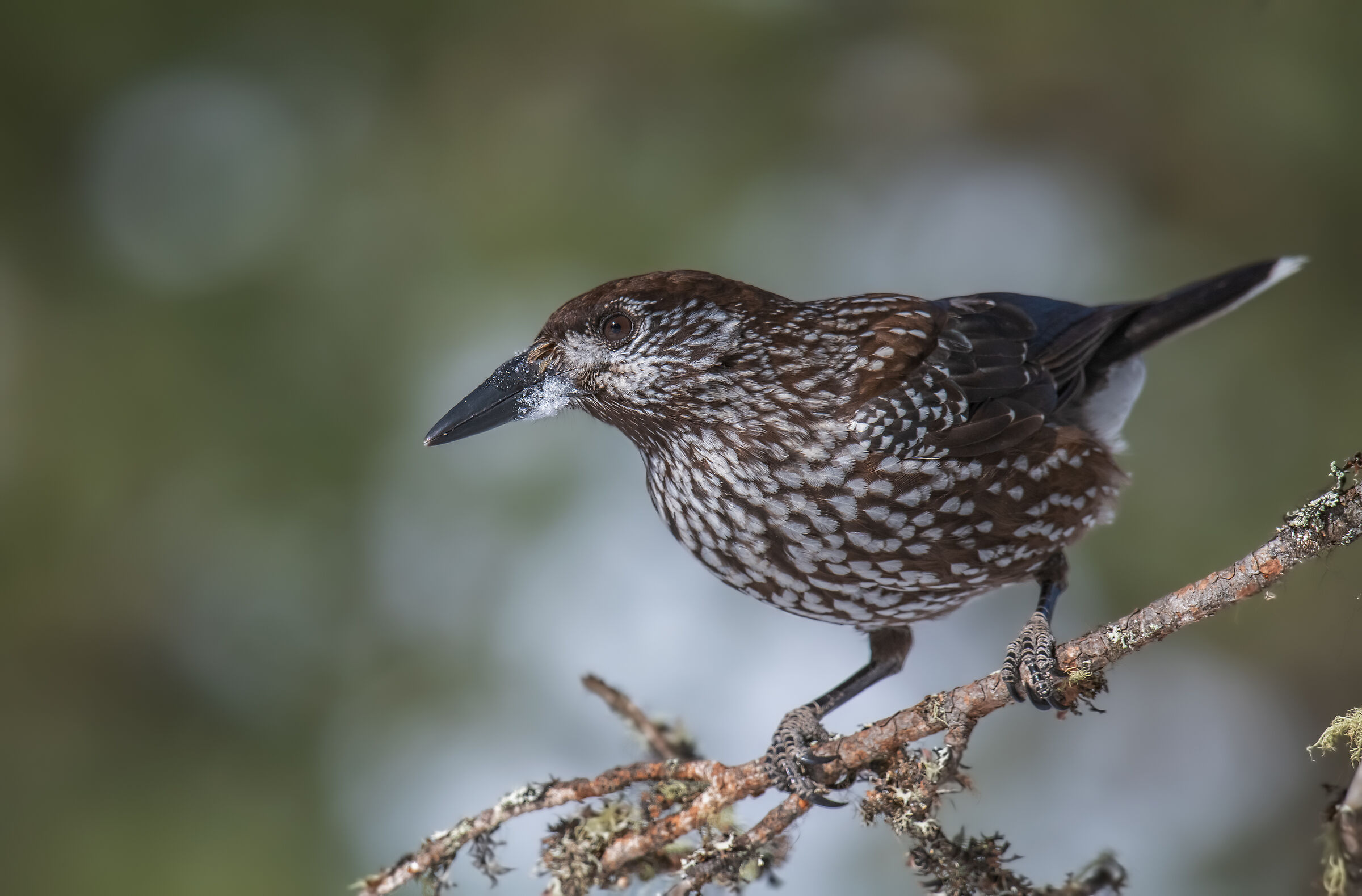 nocciolaia val Roseg
