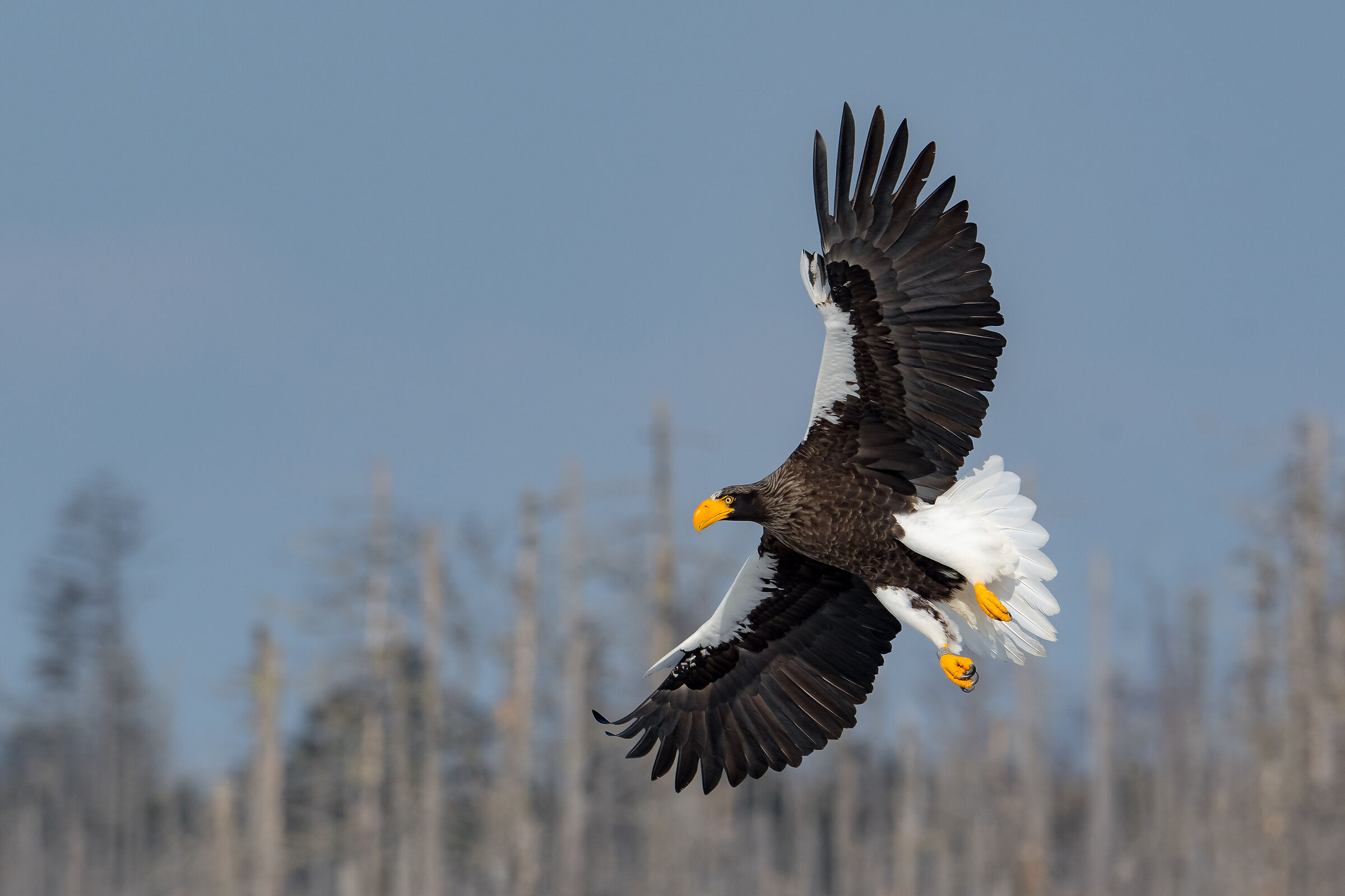Steller's sea eagle, wings