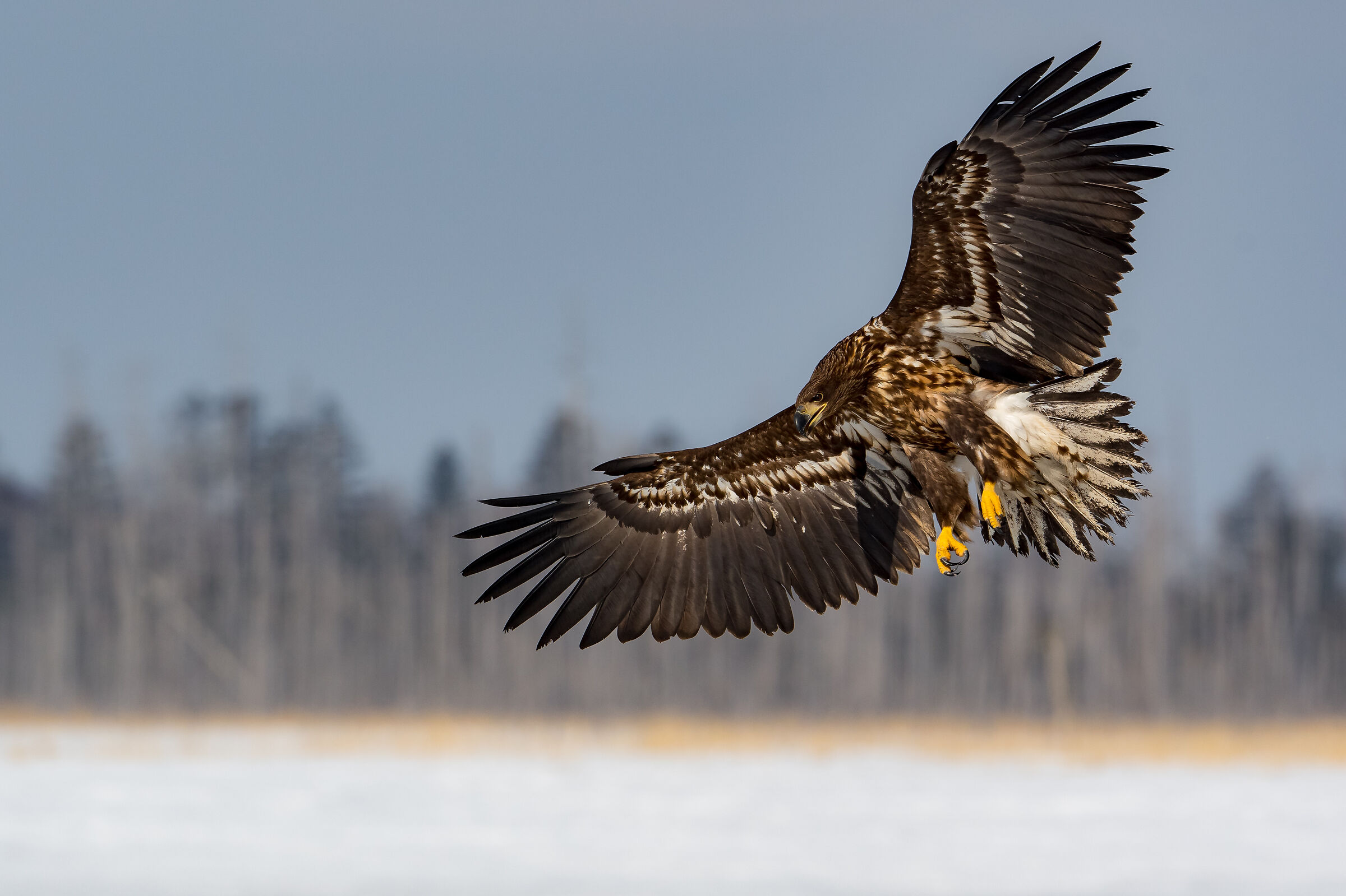 Sea Eagle White Tail, wings