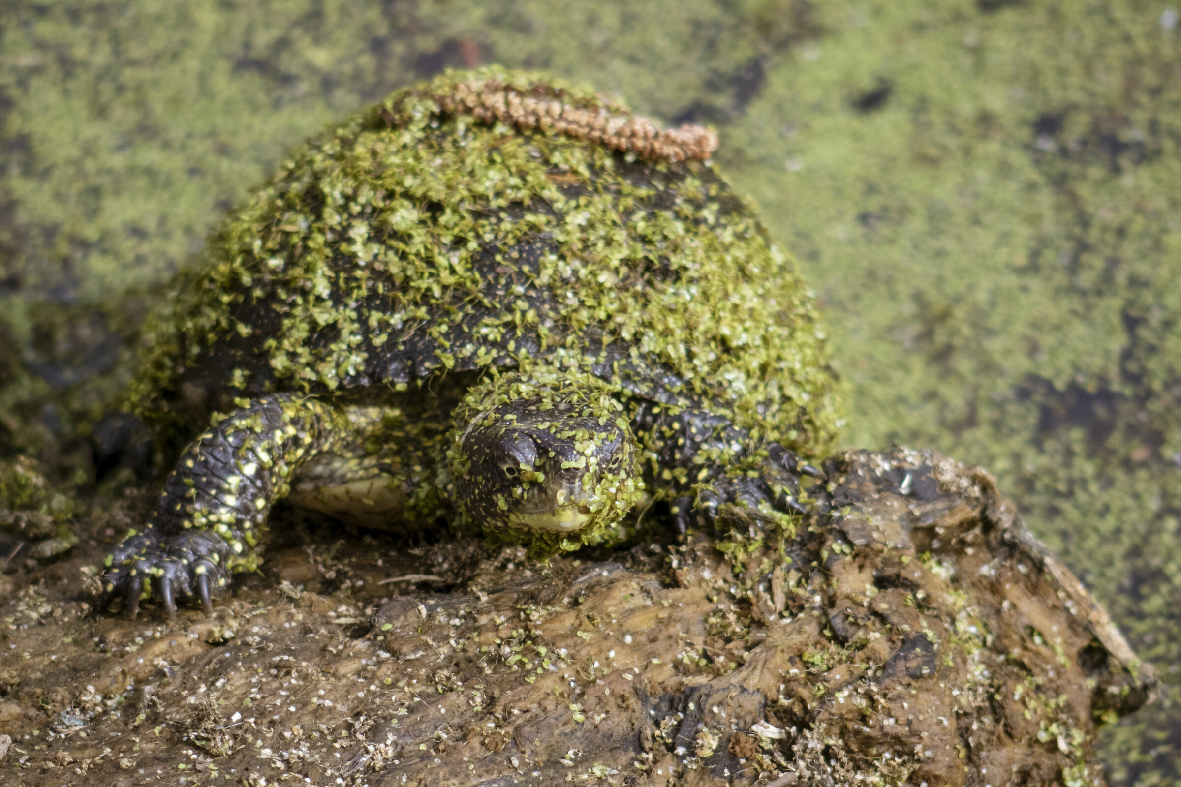 Testuggine...camaleonte