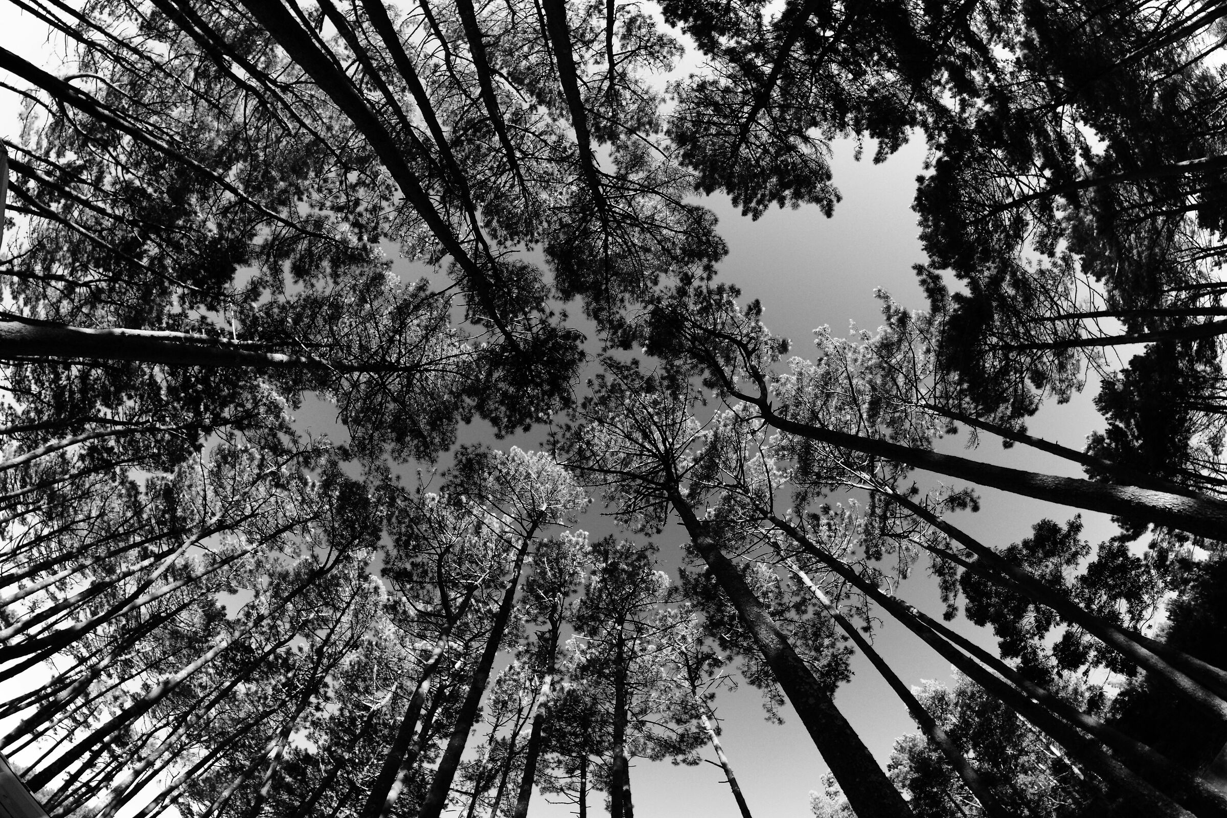 Northern Spain, forest near Finisterre 1