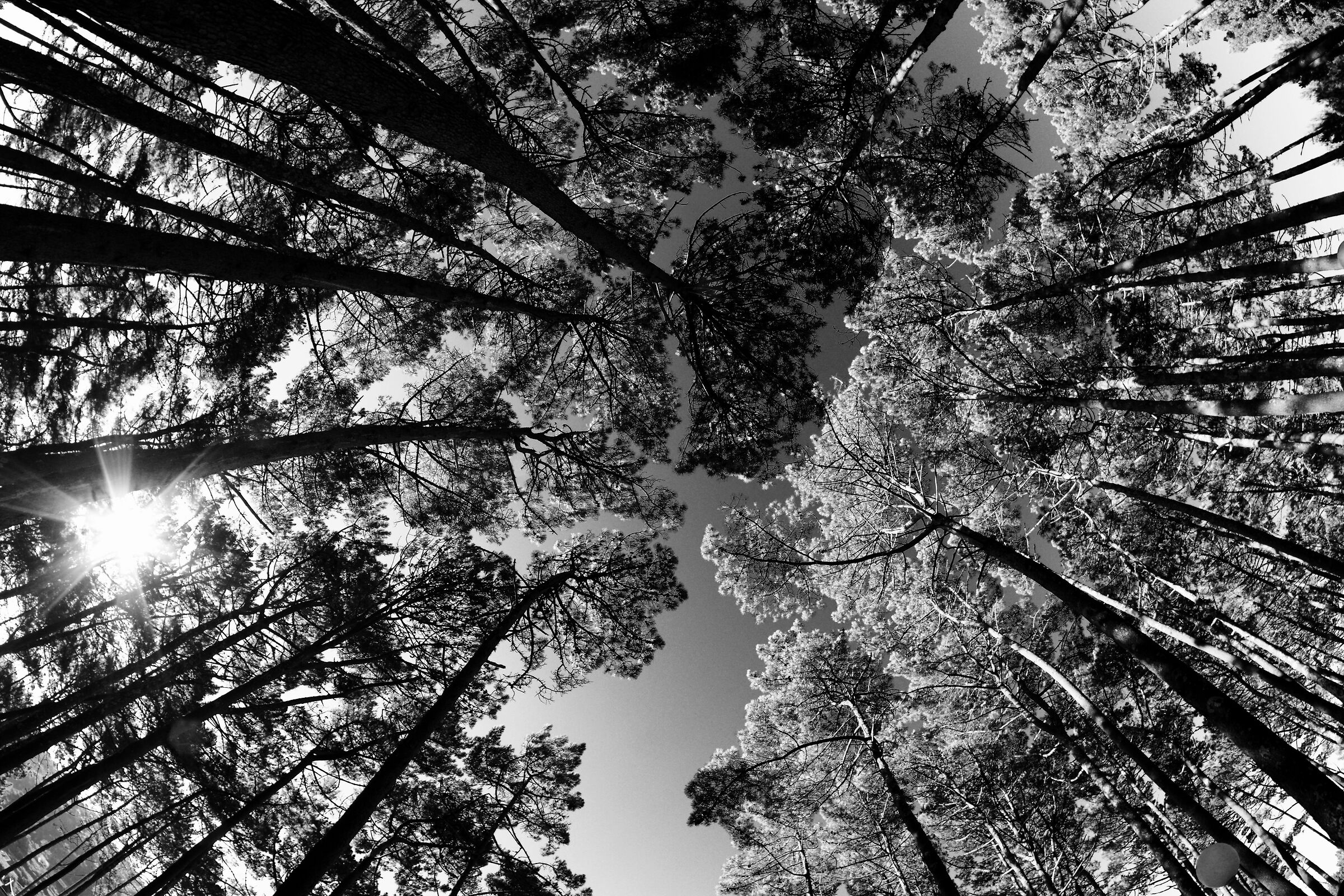 Northern Spain, forest near Finisterre 2