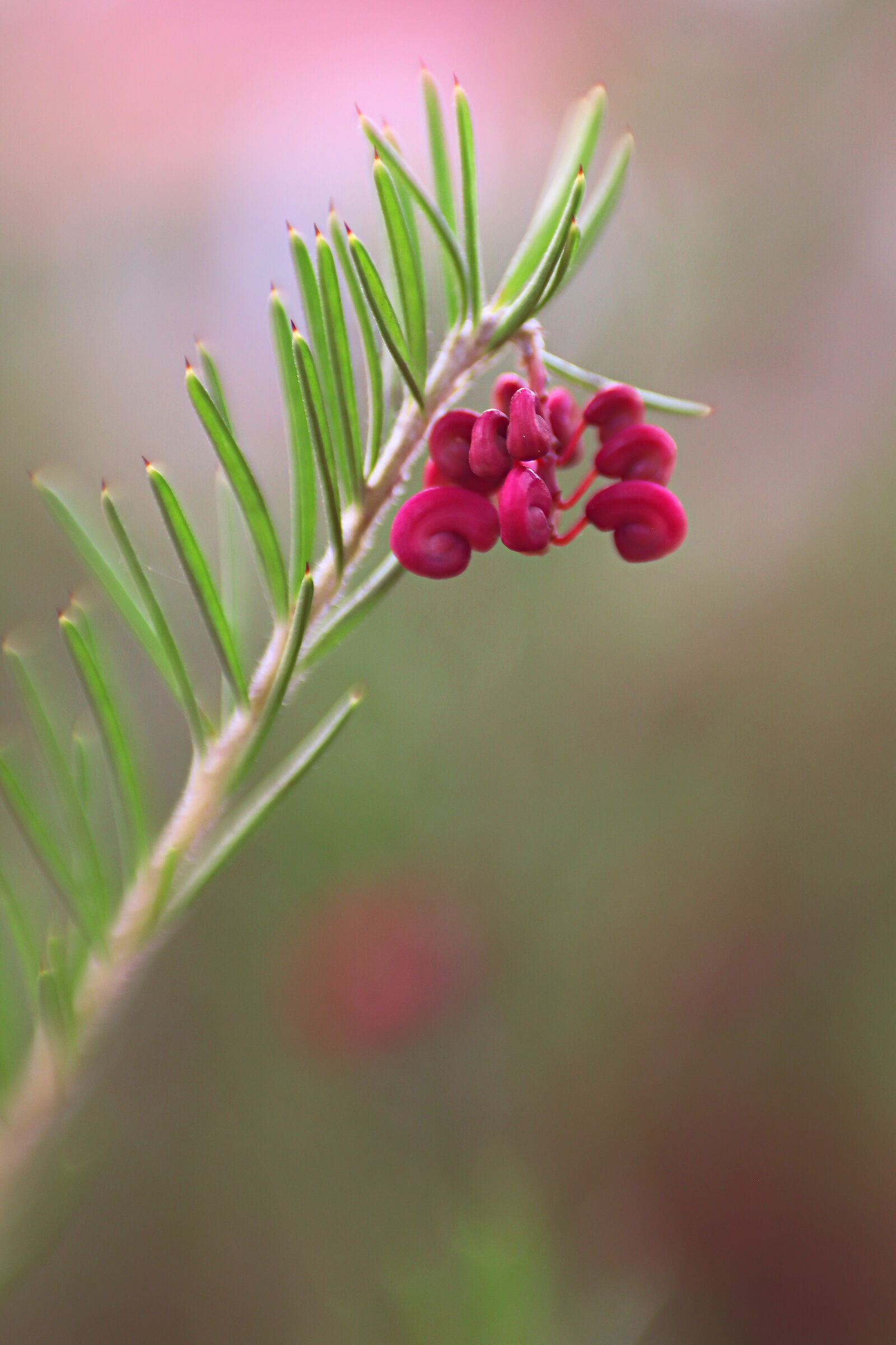 Red Rosemary on Tilt