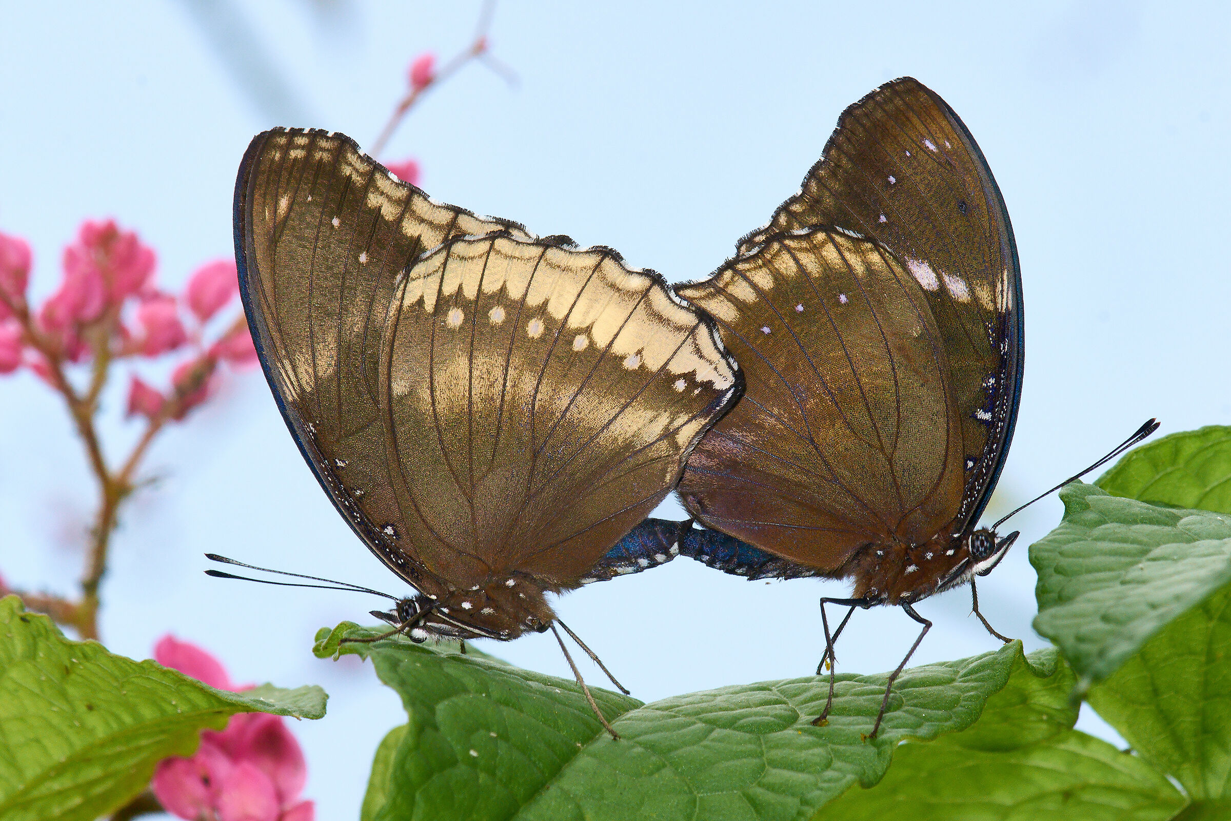 Amante delle farfalle