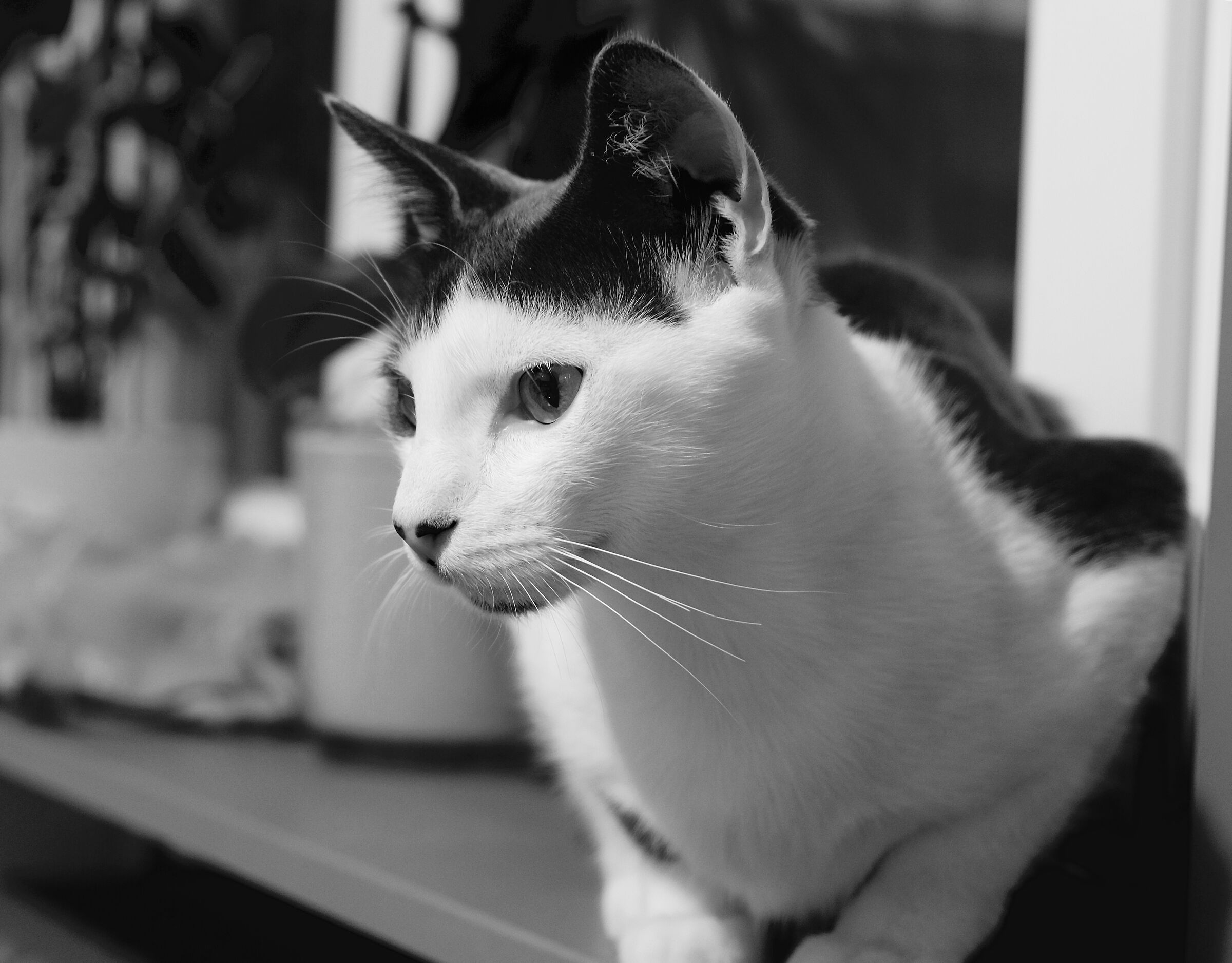 Timur