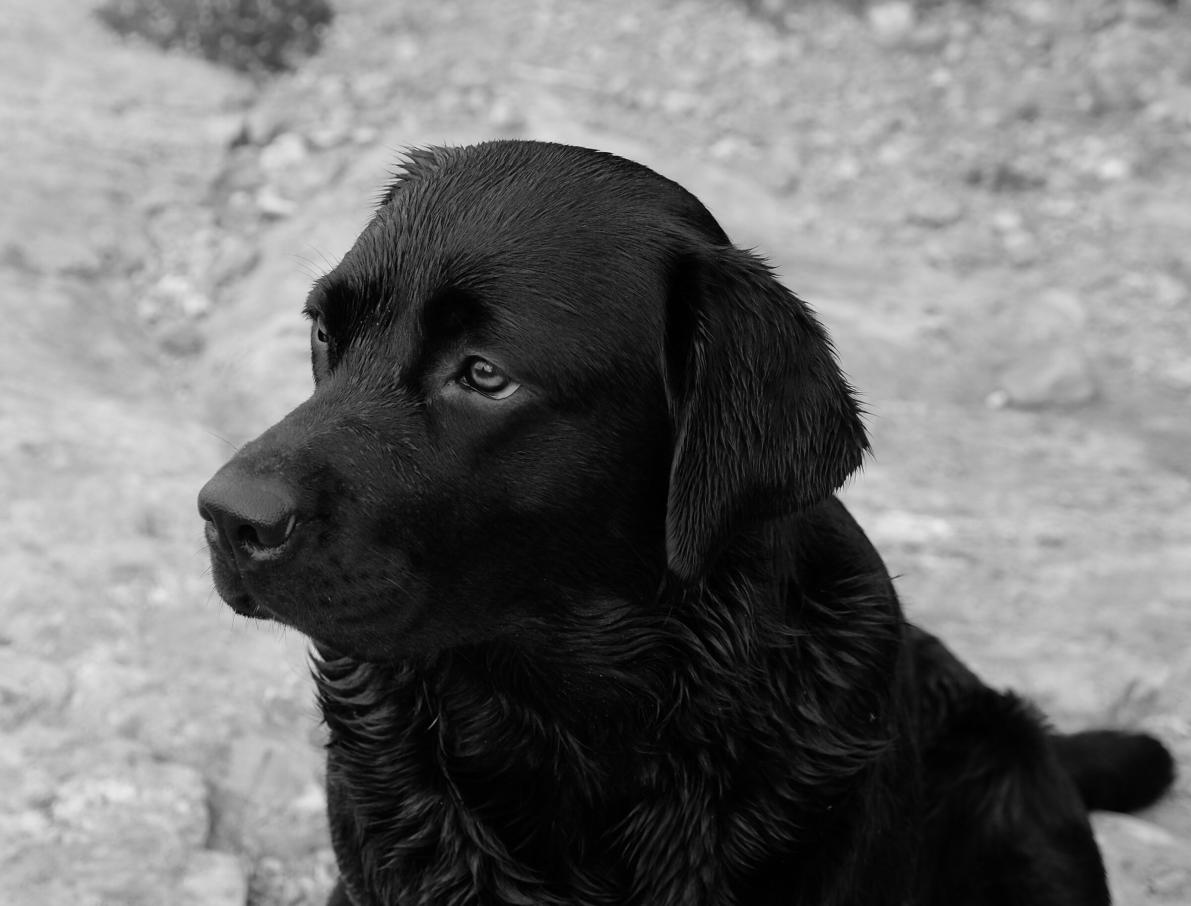 Matilde