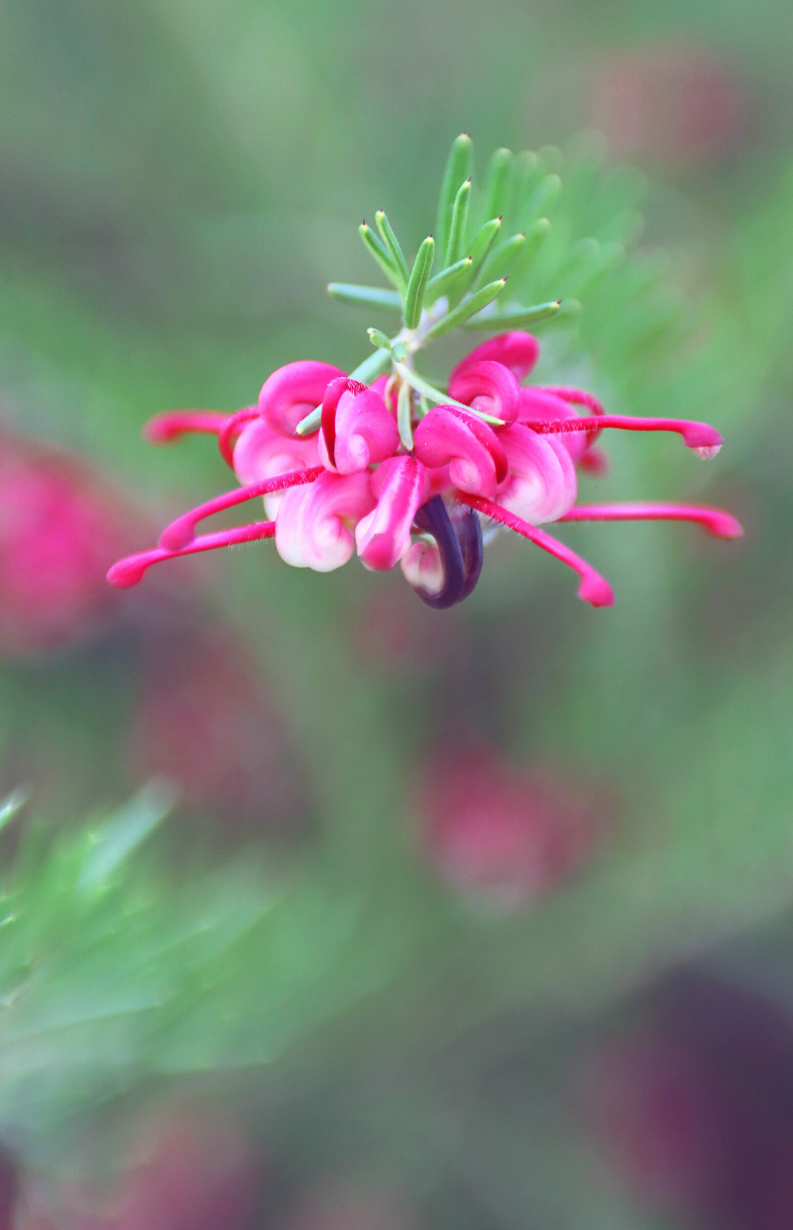 Red Rosemary in Tilt 2