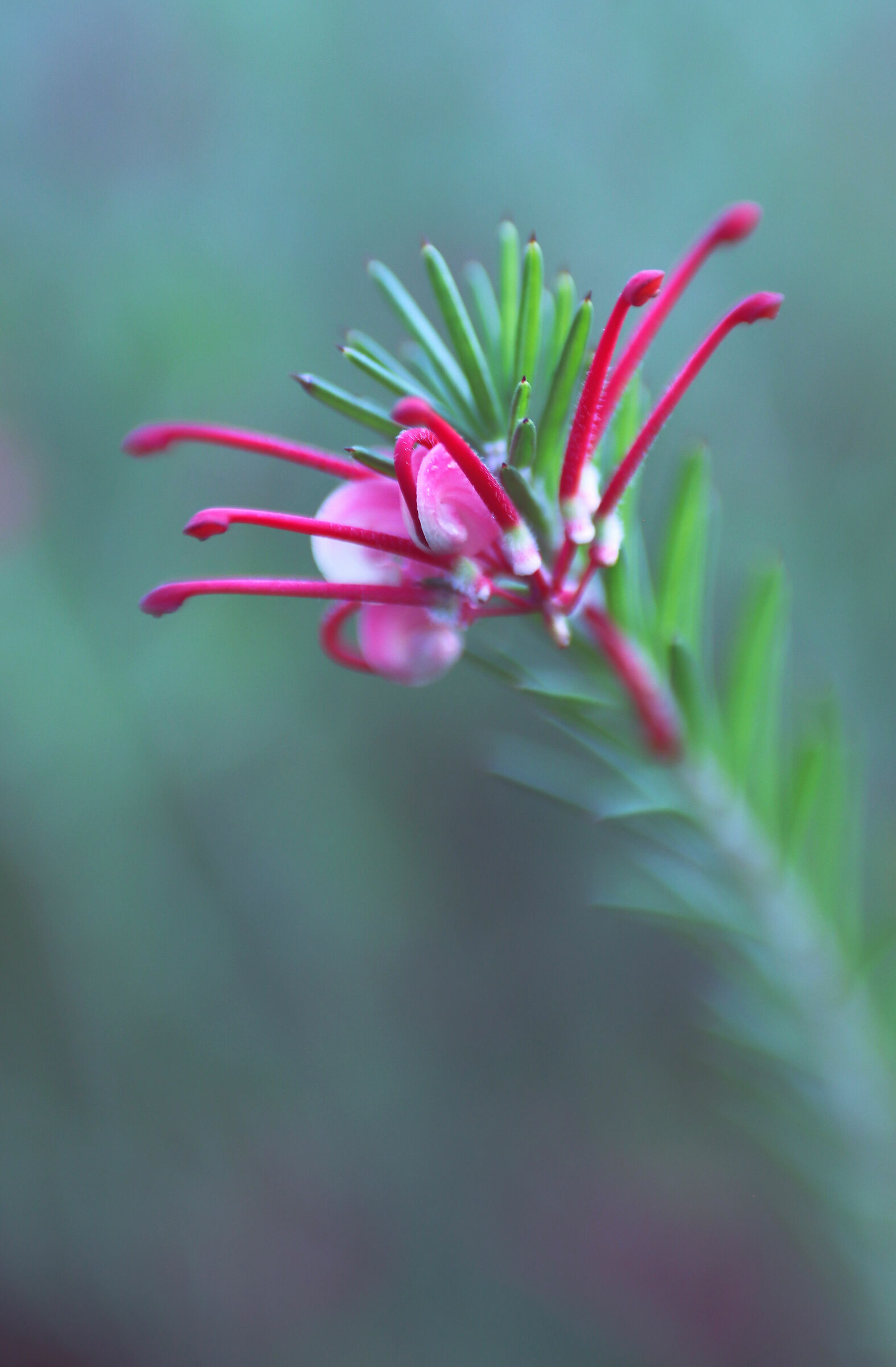 Red Rosemary in Tilt 3