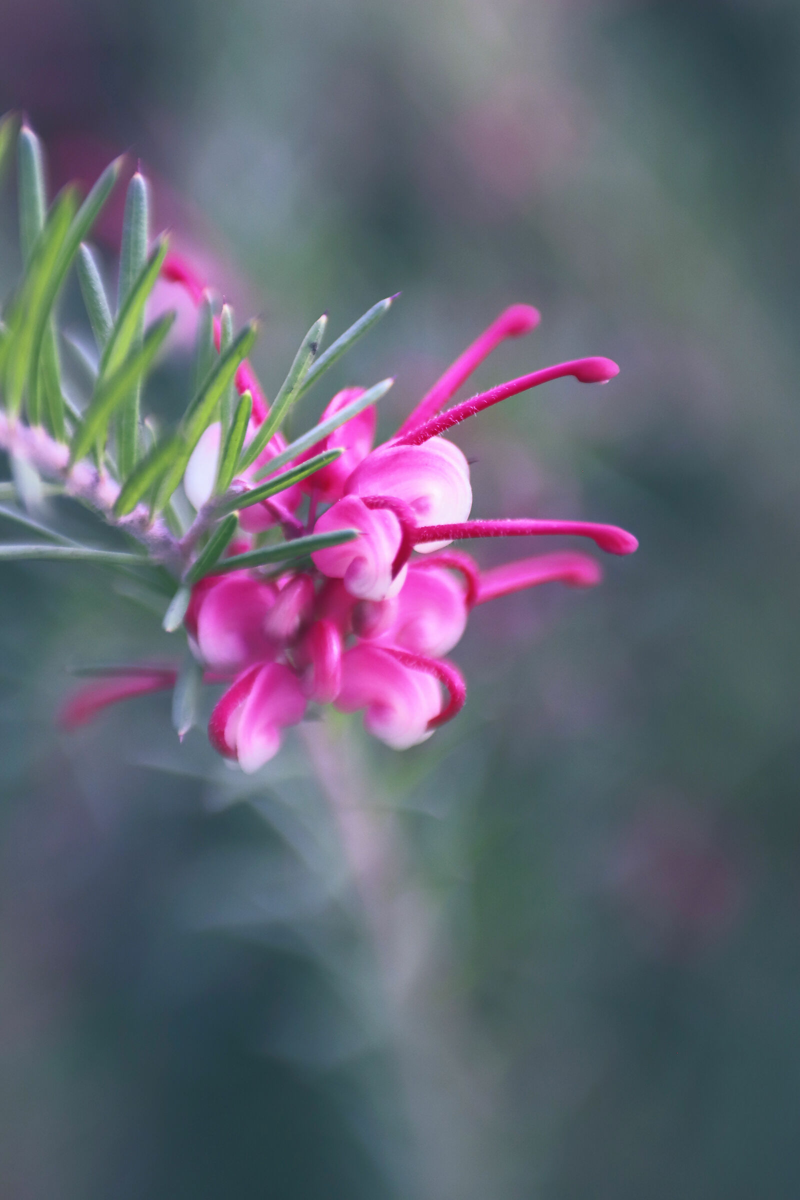 Red Rosemary on Tilt 4