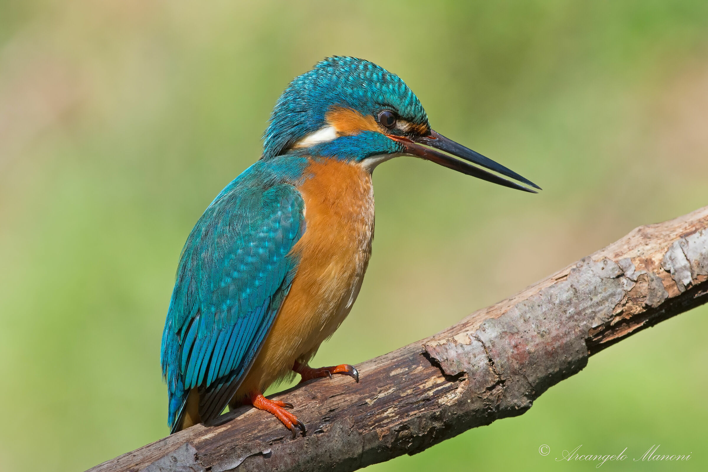 The talkative male of Martino