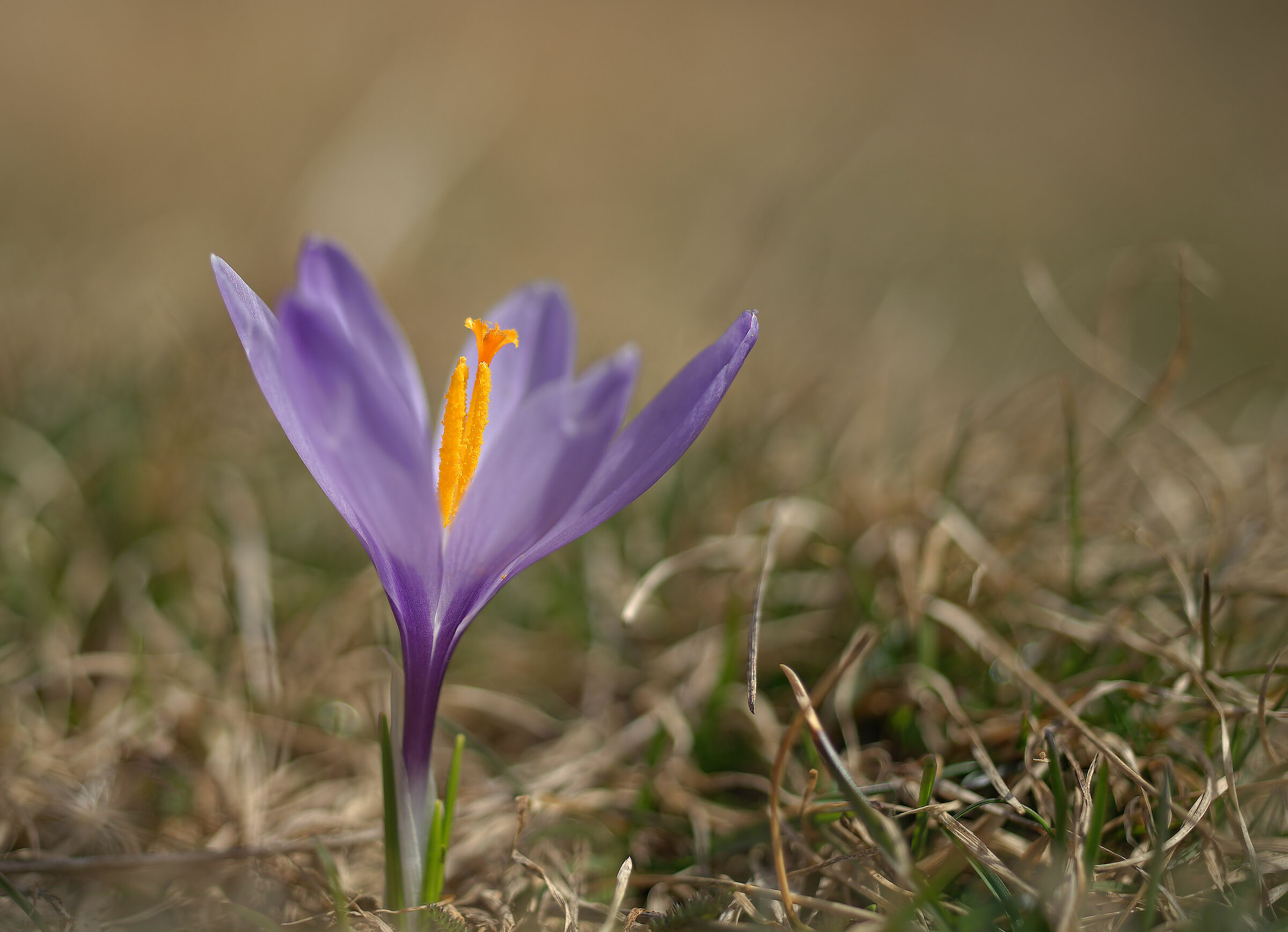 Crocus