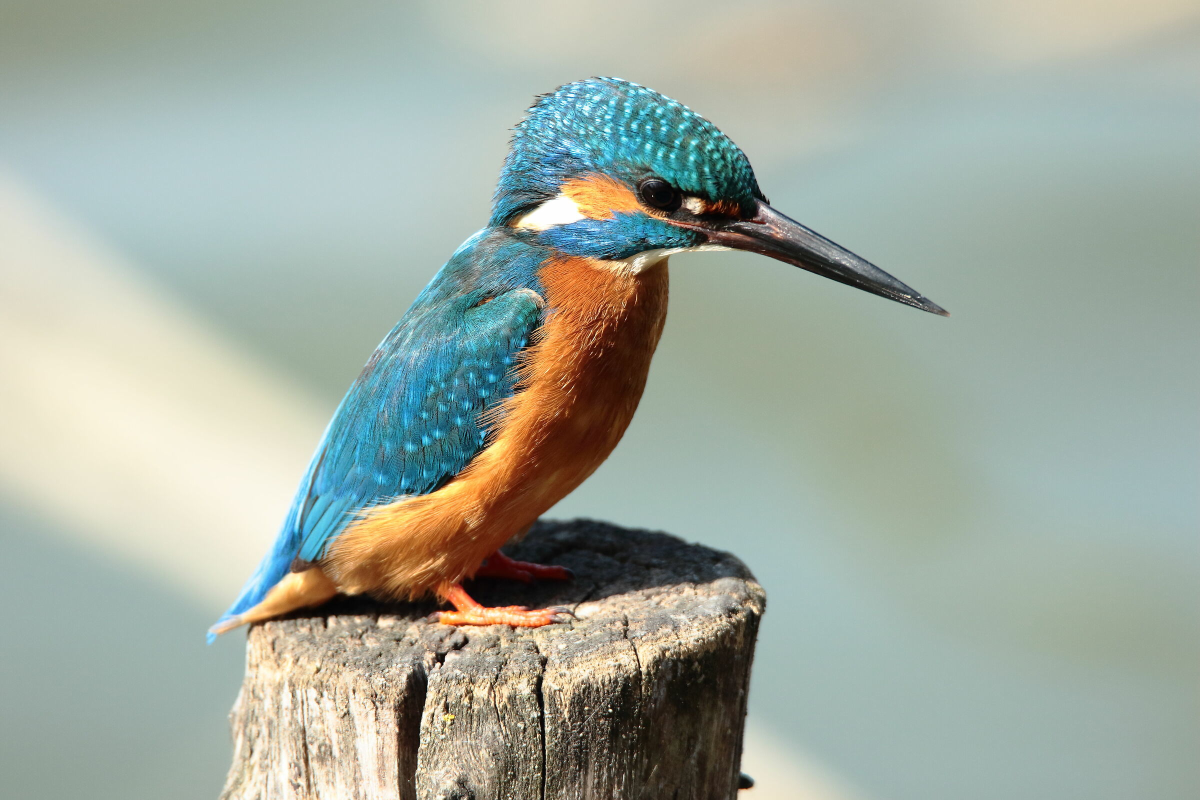 Kingfisher