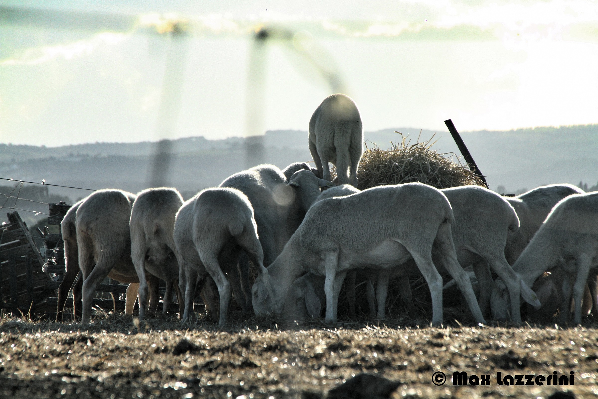 Pecore in Val di Chiana.