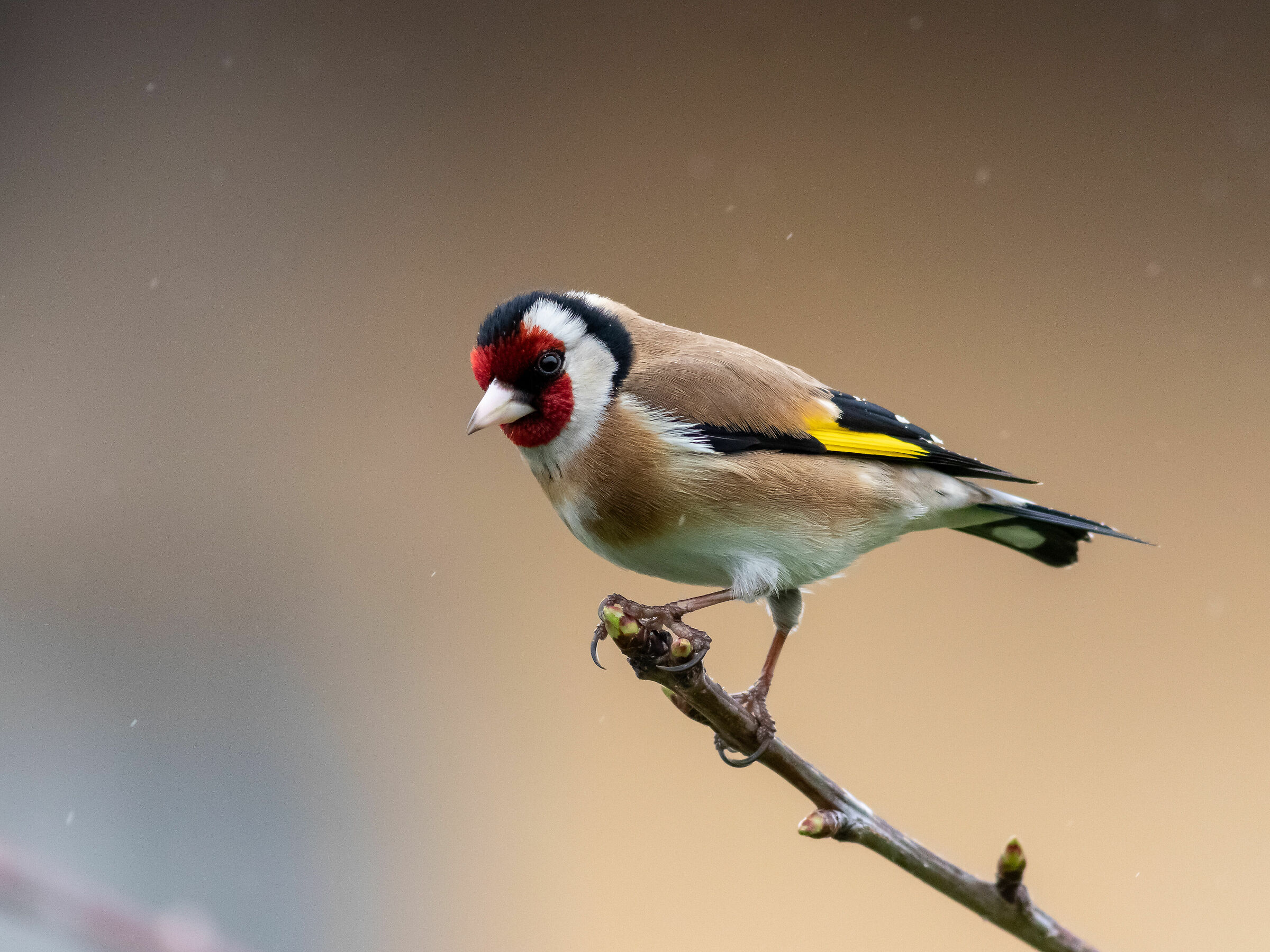 Goldfinch