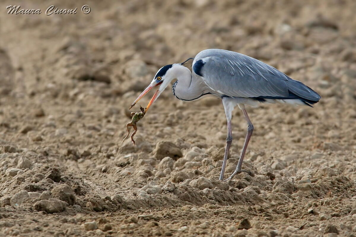 Il Cenerino e la Rana