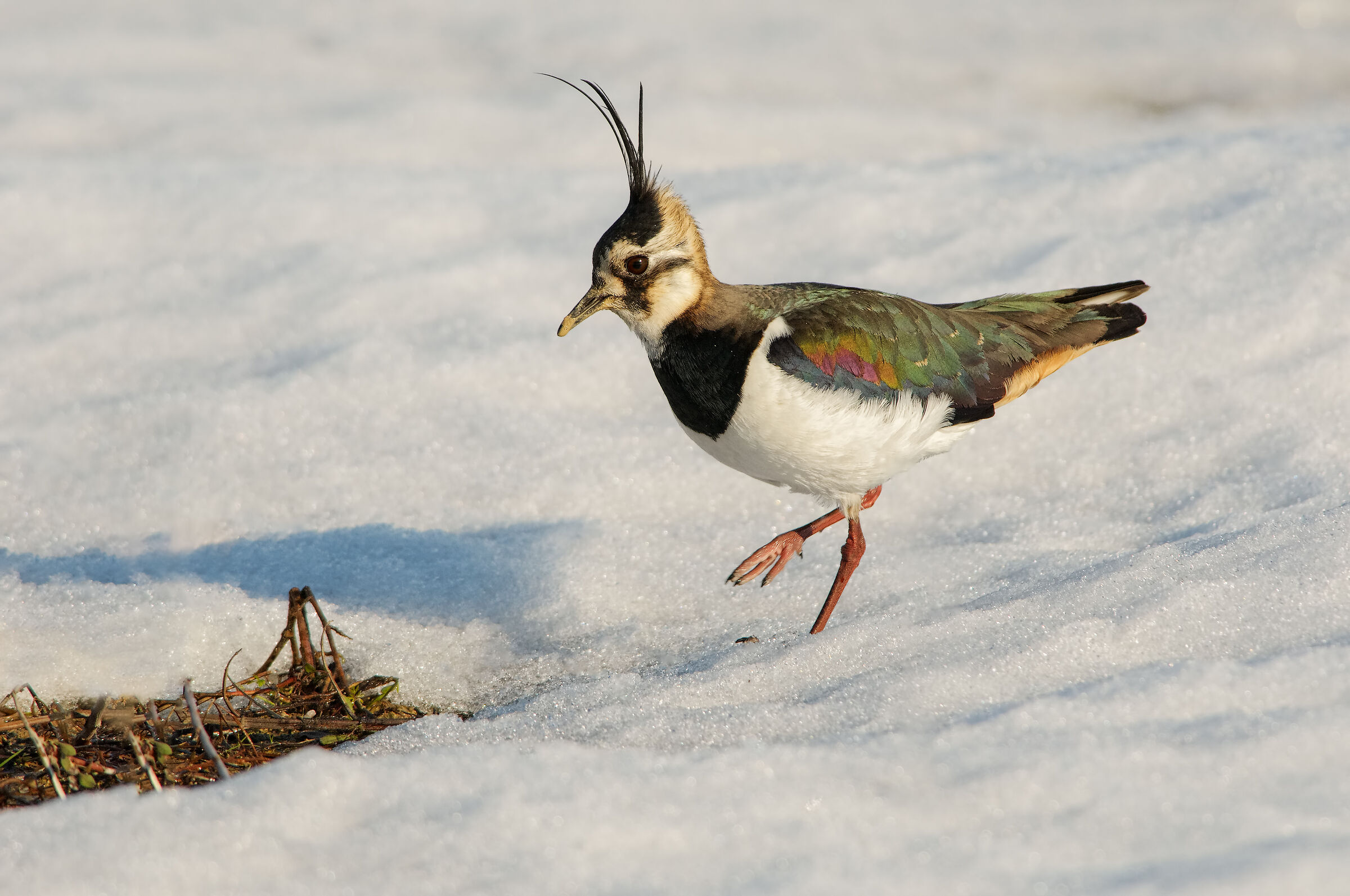 Lapwing (Vanellus vanellus)