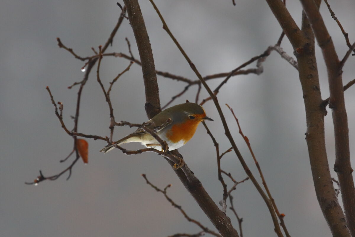Pettirosso (Erithacus rubecula)