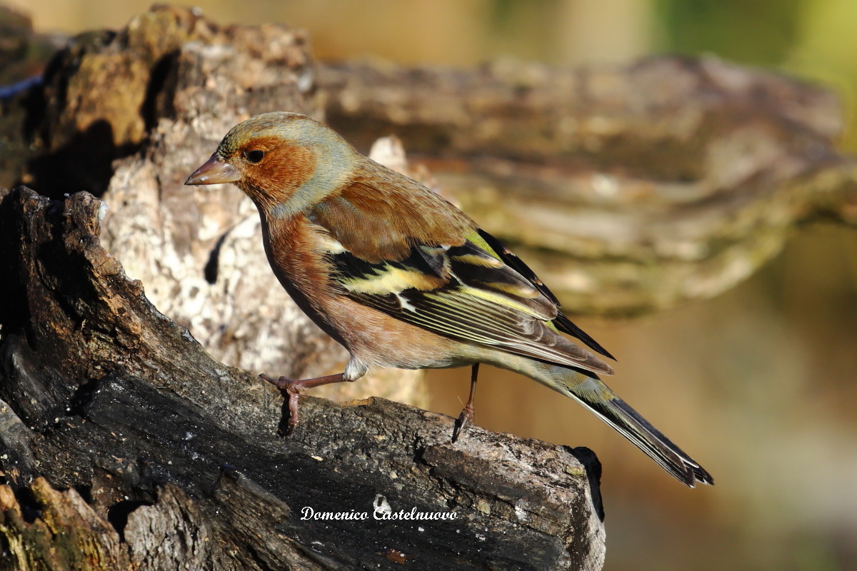 Fringuello comune (Fringilla coelebs)