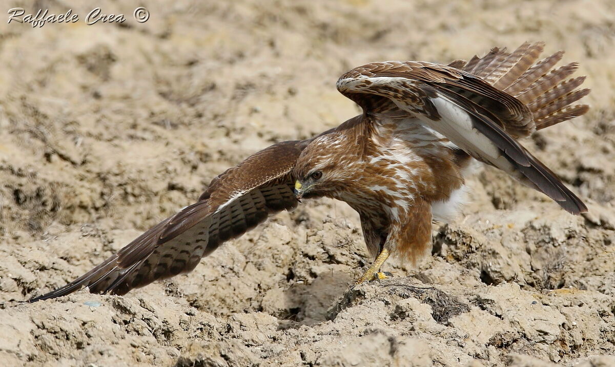 Buzzard: Predation