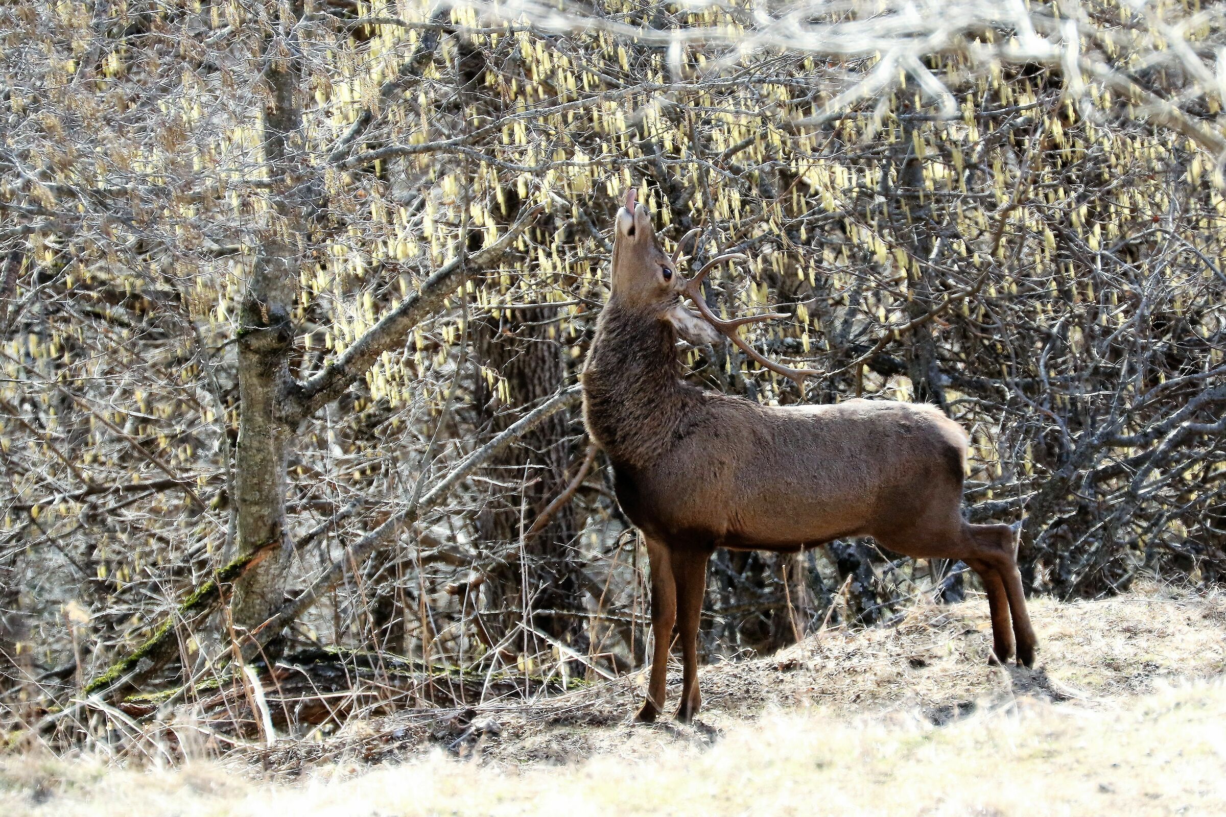 Delizioso questo Corylus!