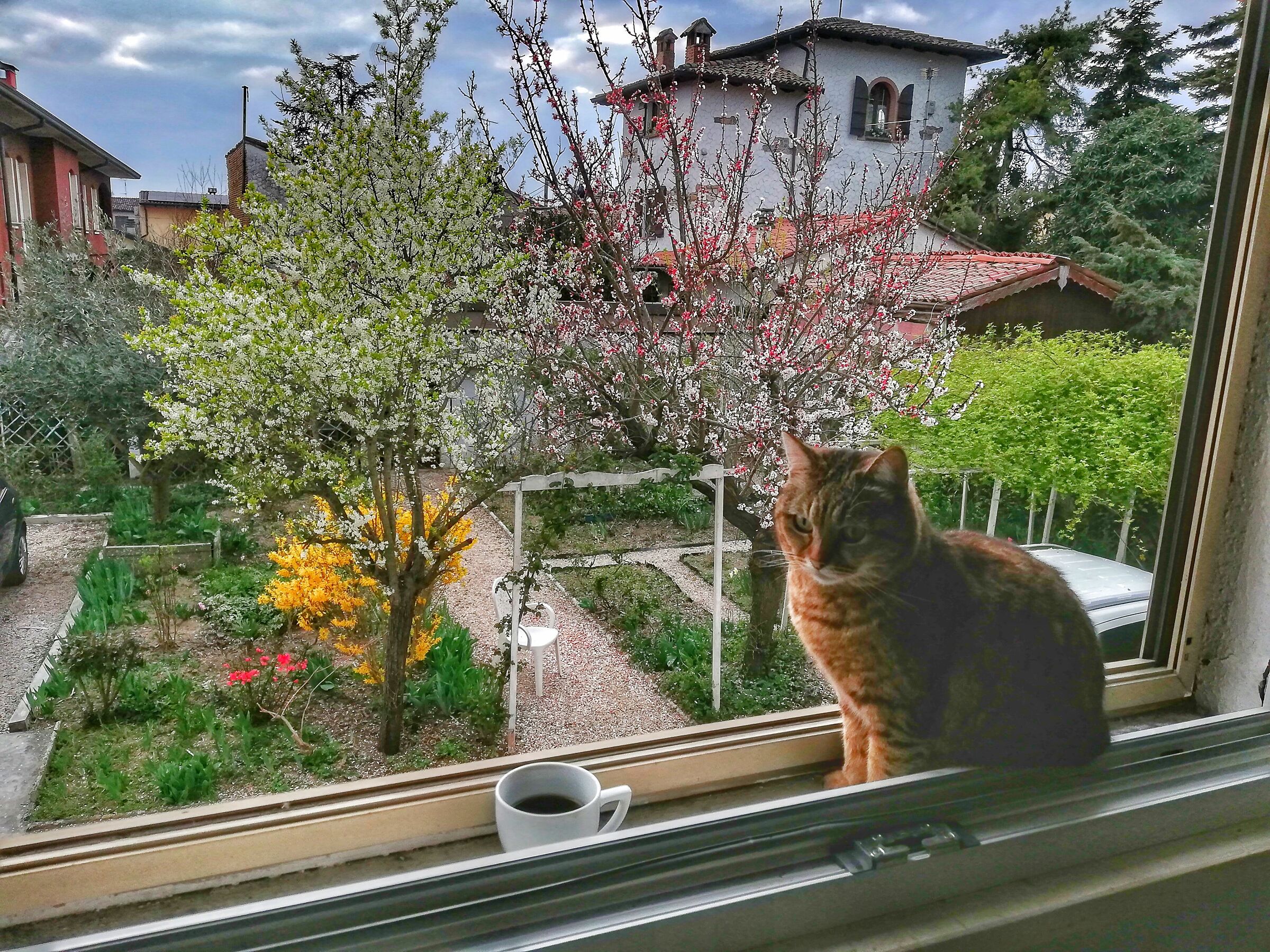 Spring from the window