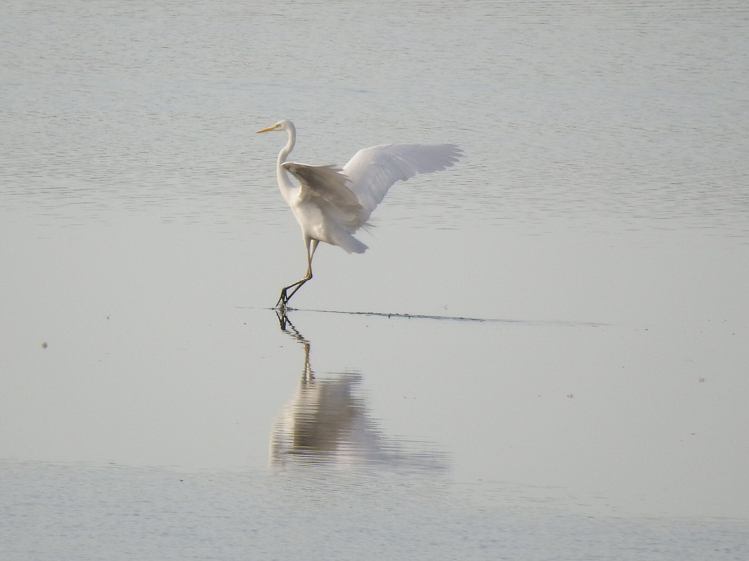 Heron, dance on the tips