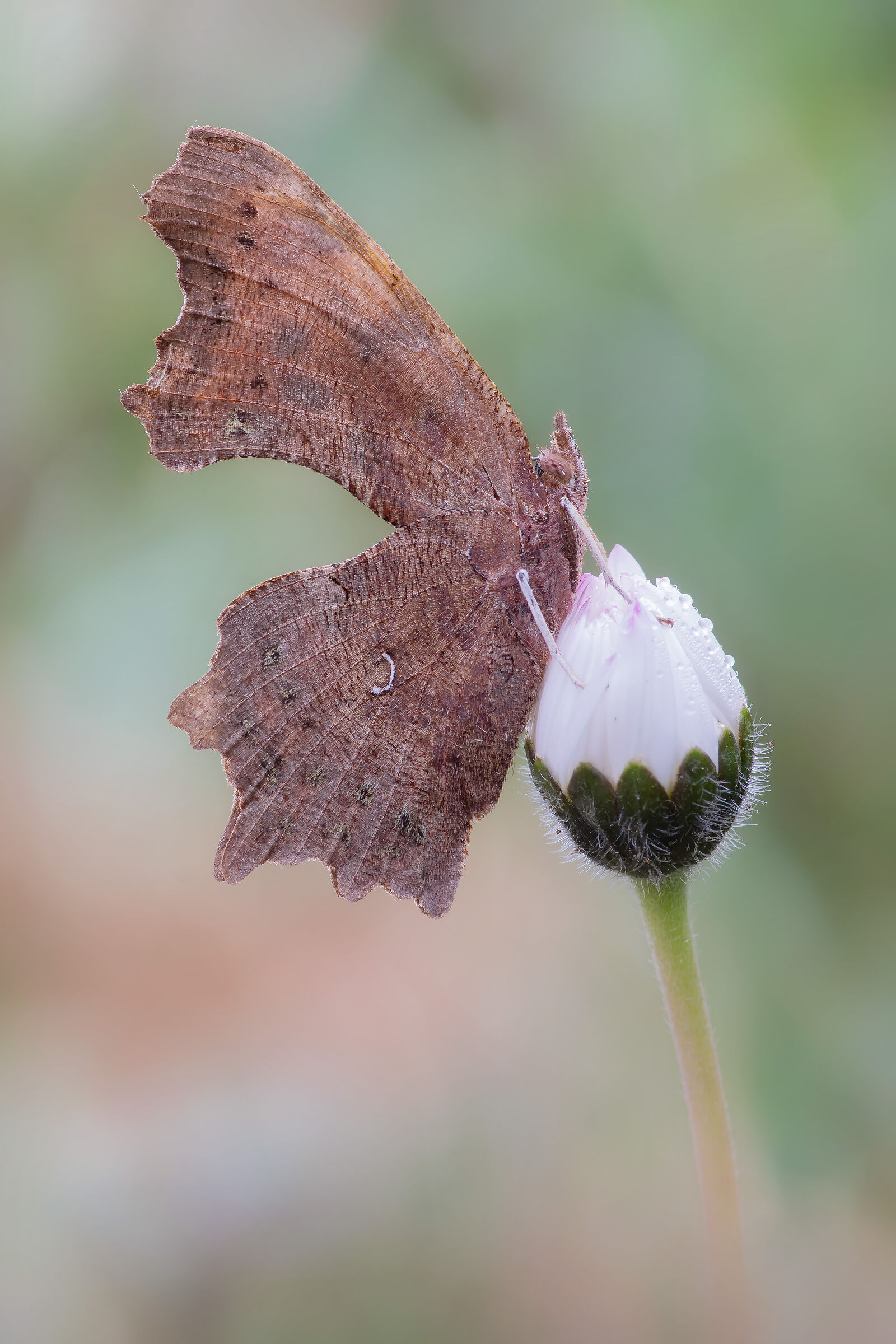 Polygonia c-album ((Linnaeus, 1758)