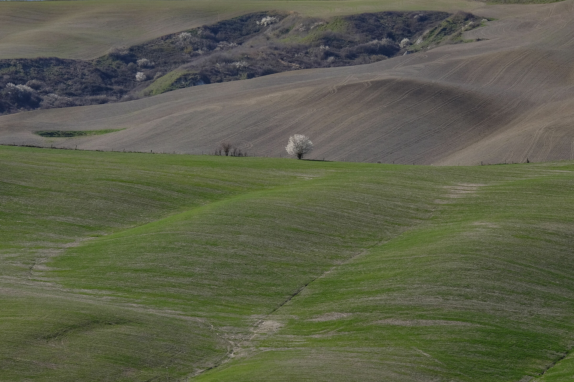 Crete senesi