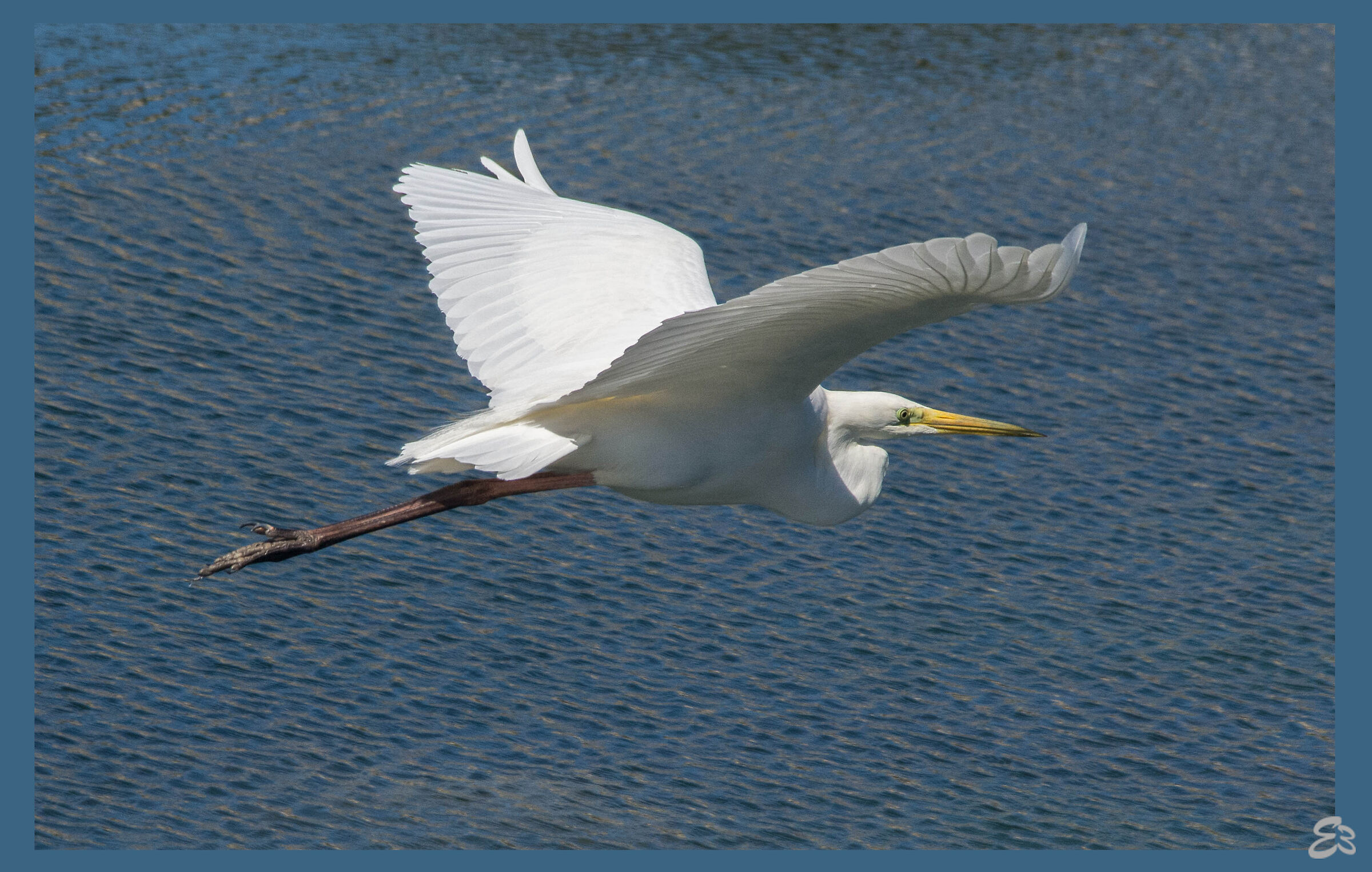 The gift of flight-greater white heron
