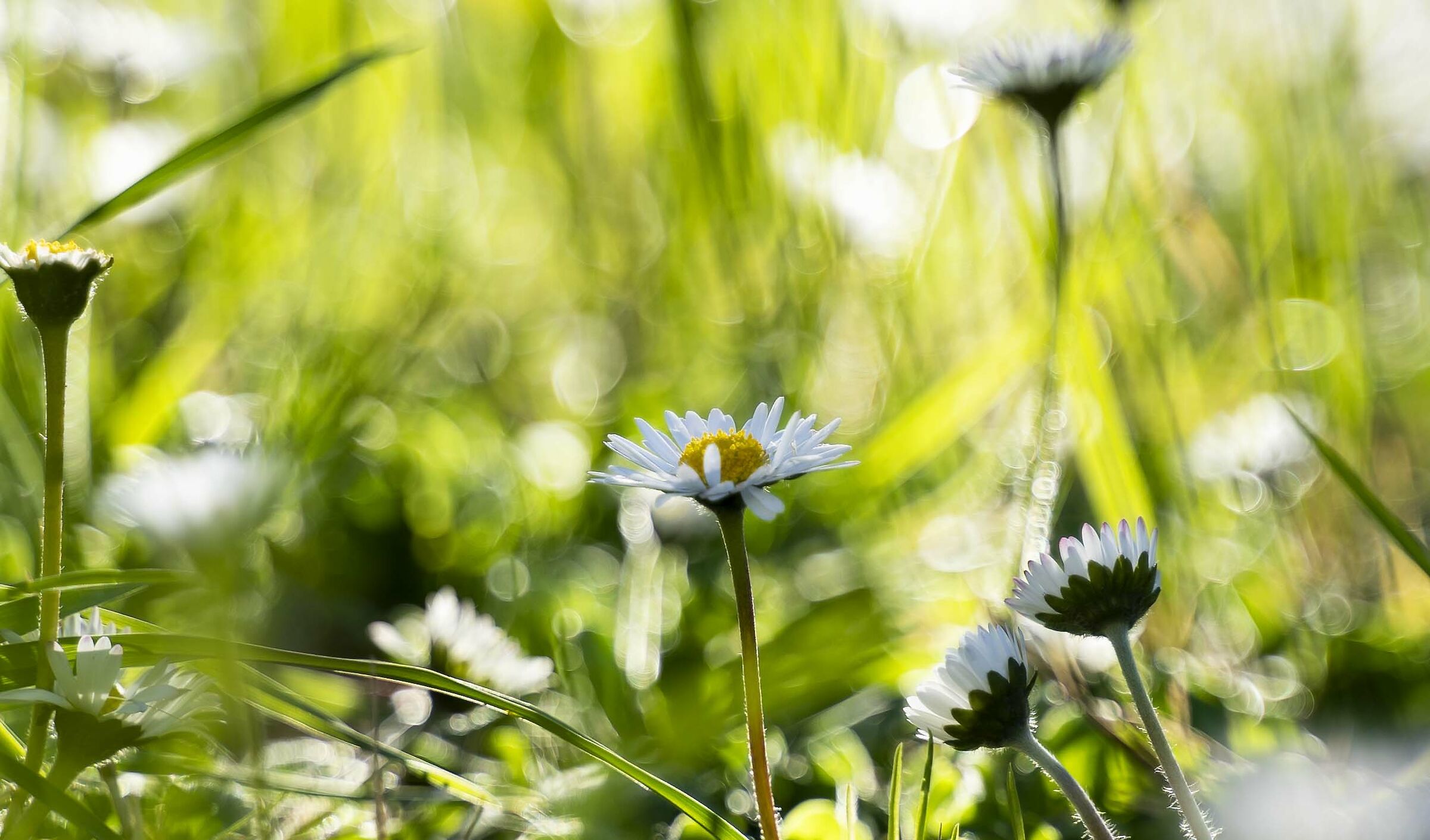 la bellezza stà nelle cose semplici