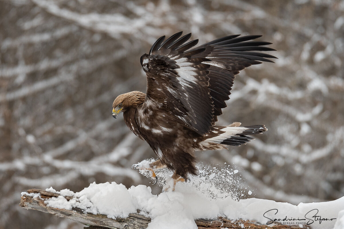 Aquila reale