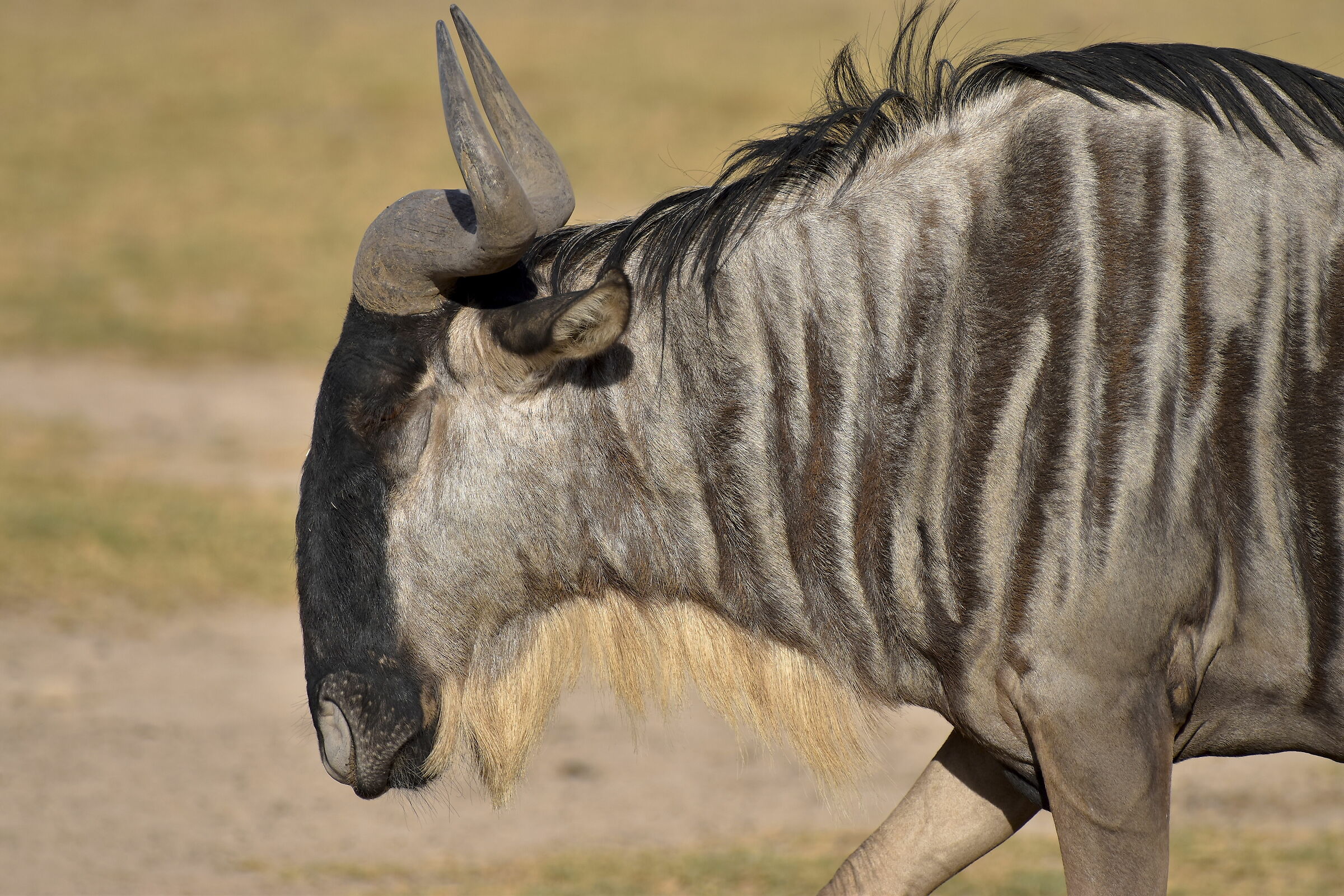 Gnu
