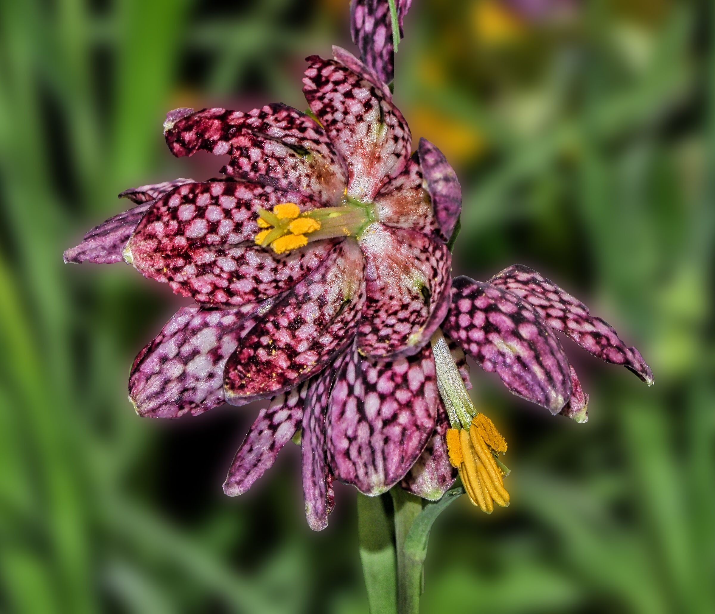 Fritillaria meleagris