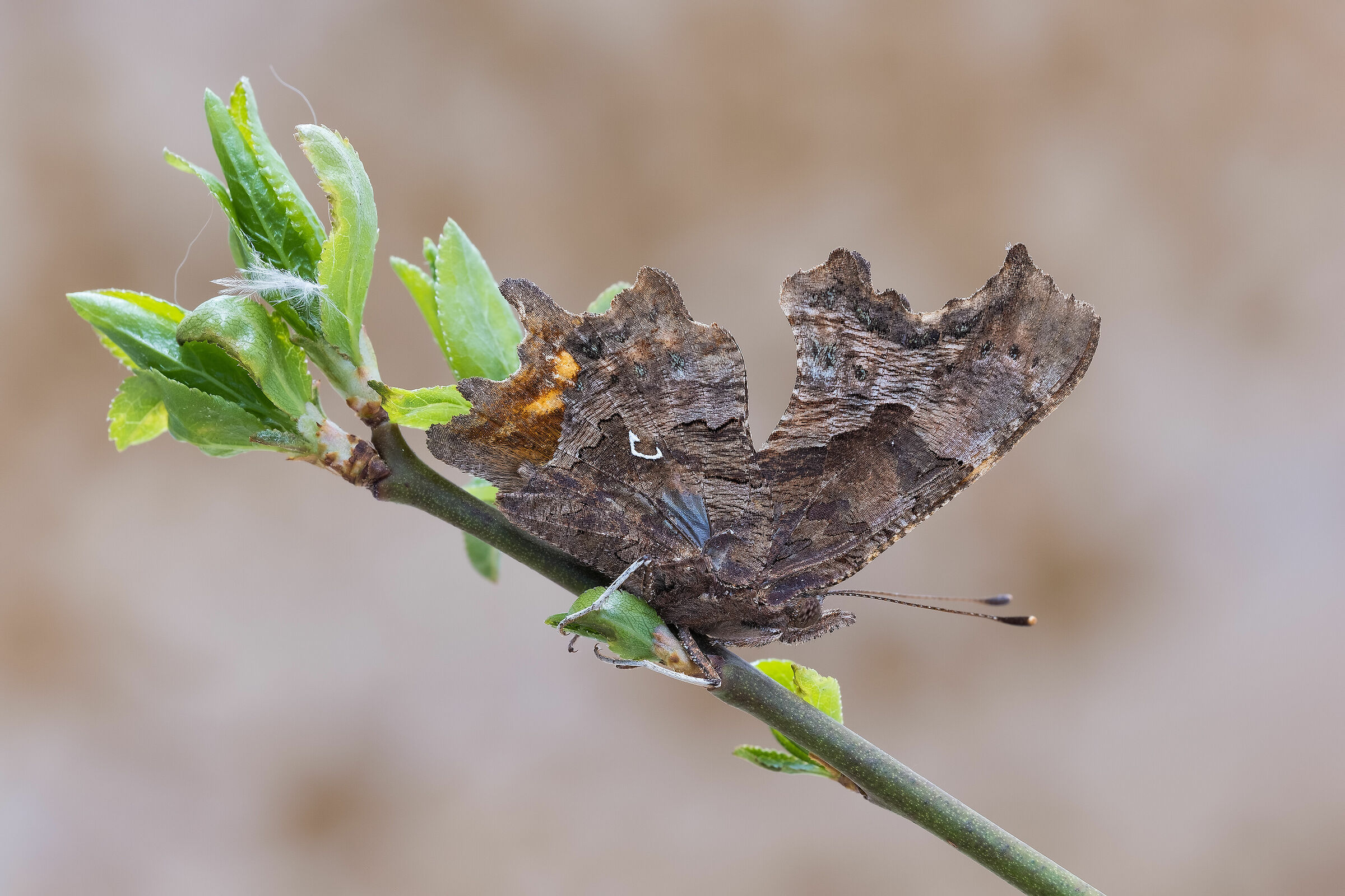 Polygonia egea