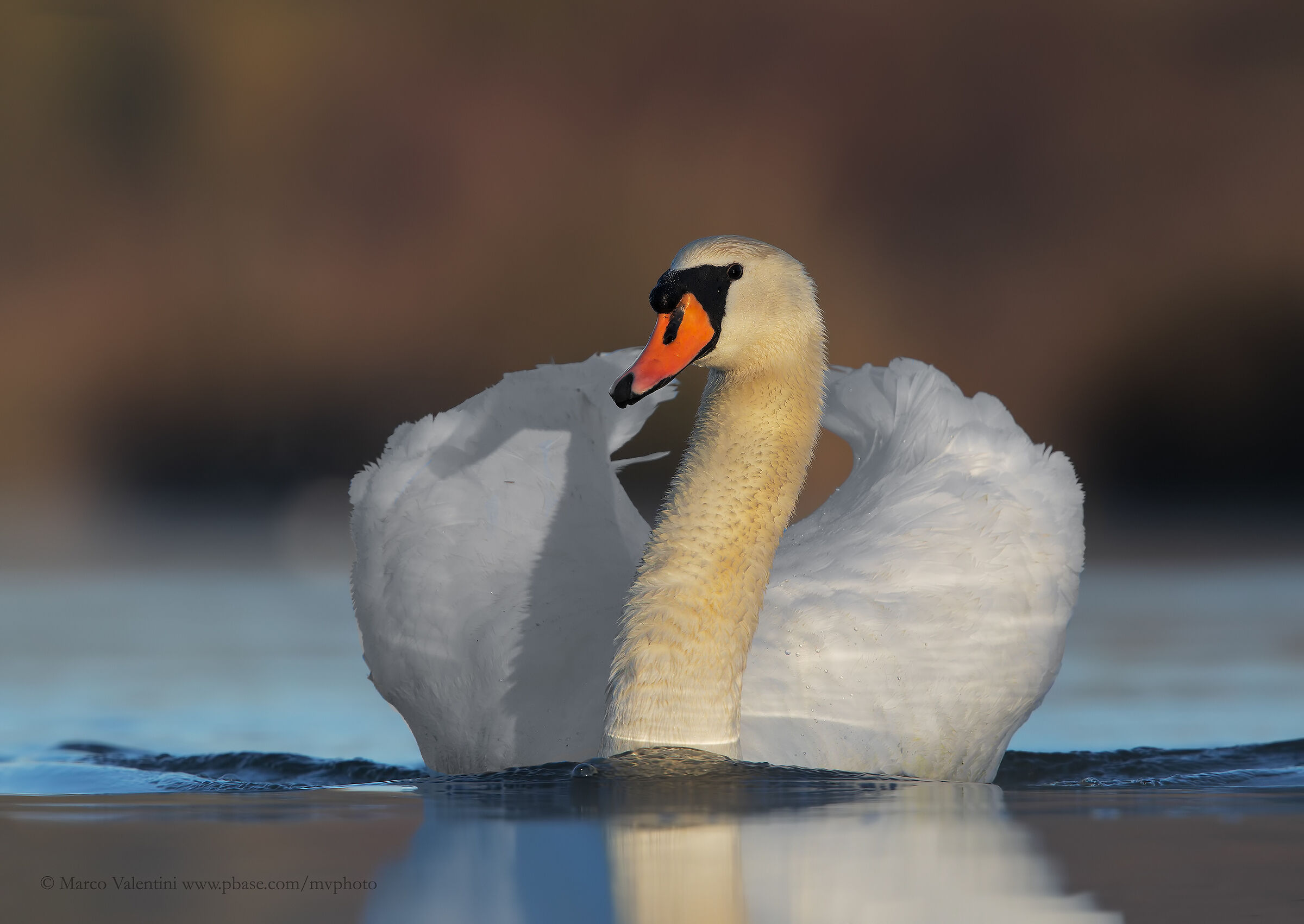 Royal Swan
