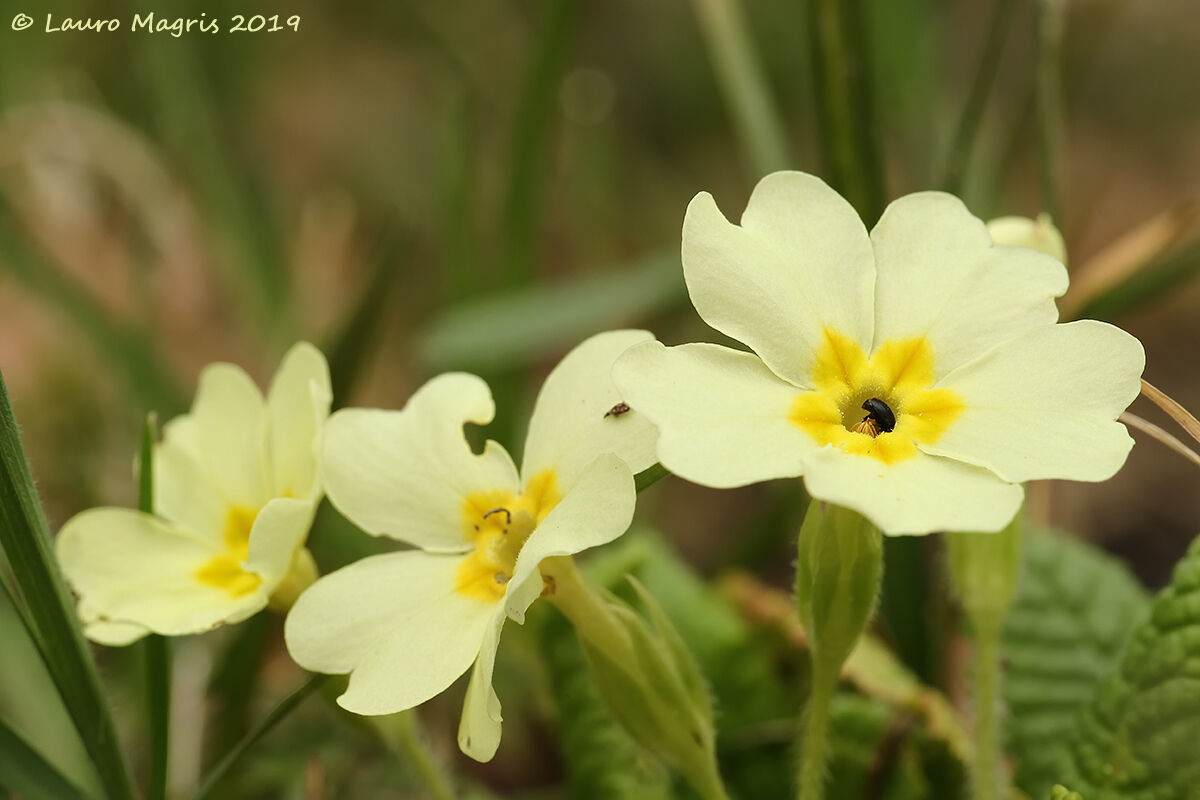 Primroses with Guest