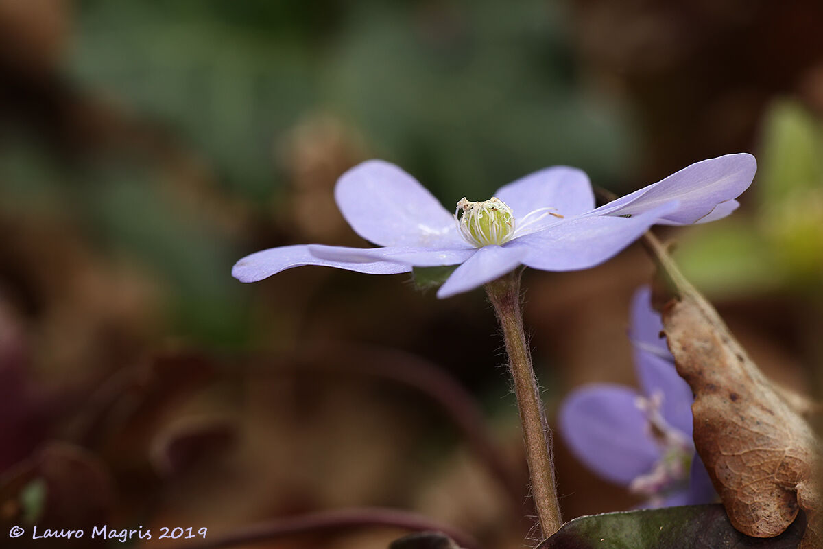 Hepatica