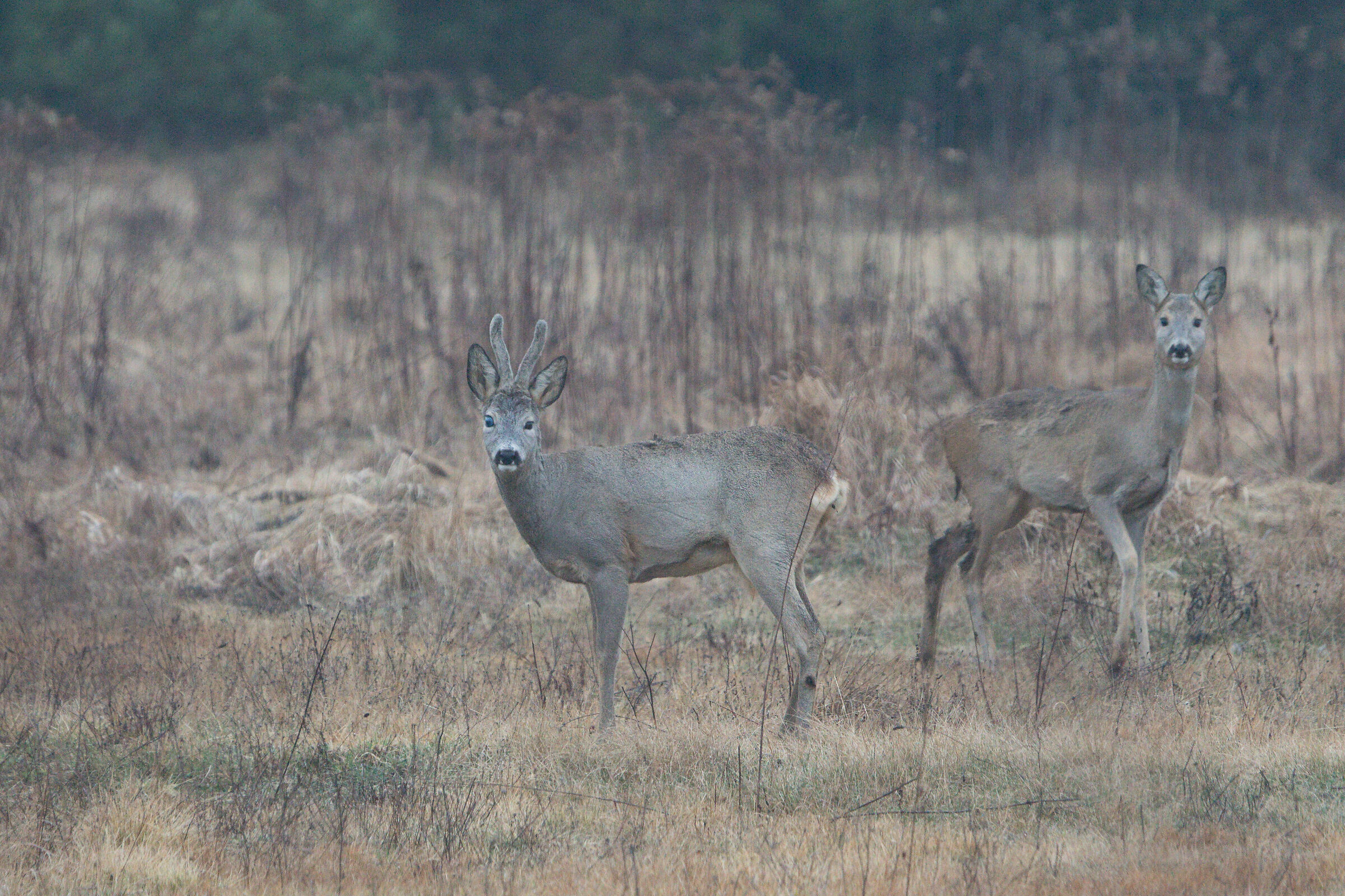 Roe deer (Capreolus capreolus)